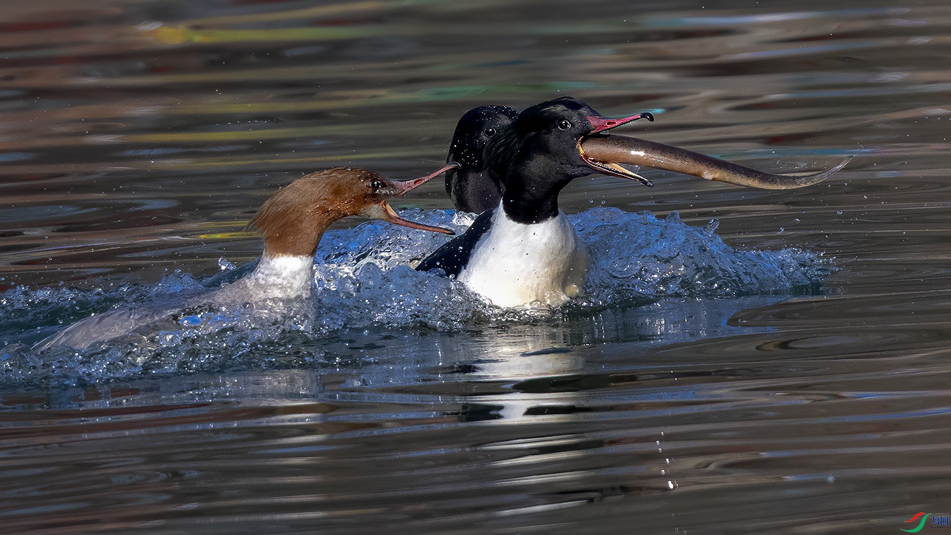 DSC_3592-.jpg