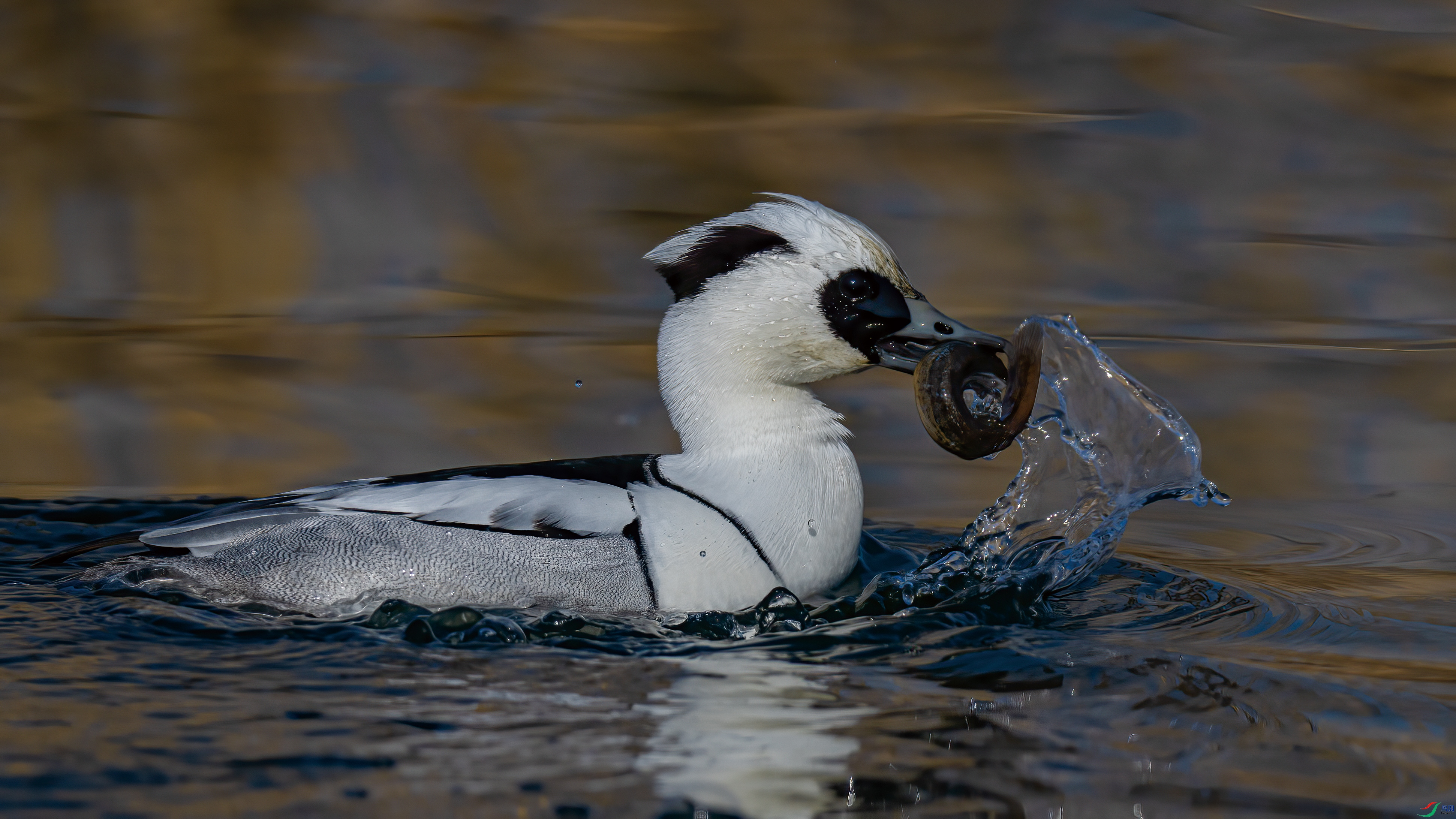 DSC_3486.jpg
