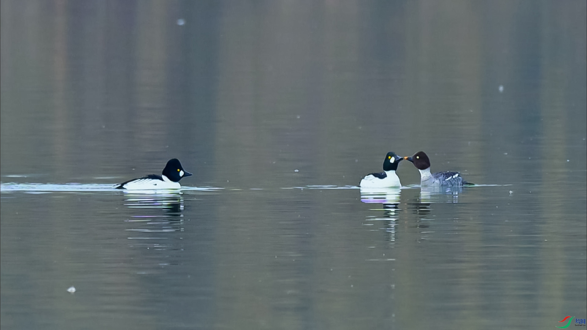 ȵѼʧ���ռ�-���� ����.jpg