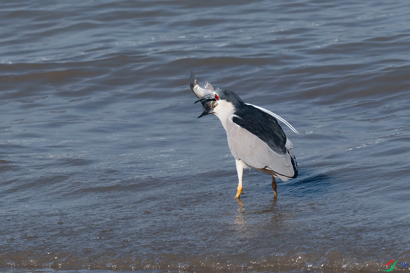 DSC_6347_DxOa.jpg