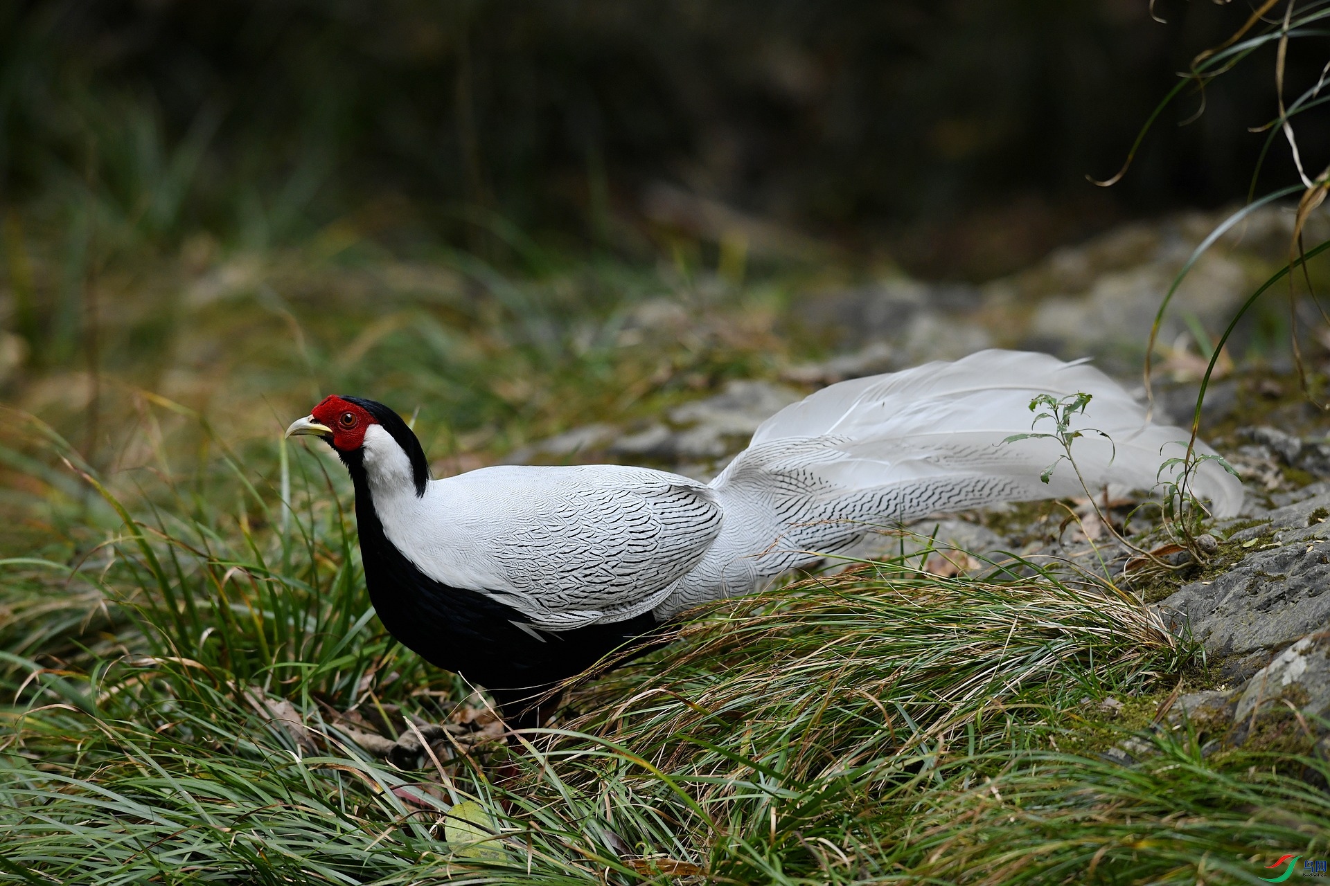 DSC_3263.jpg