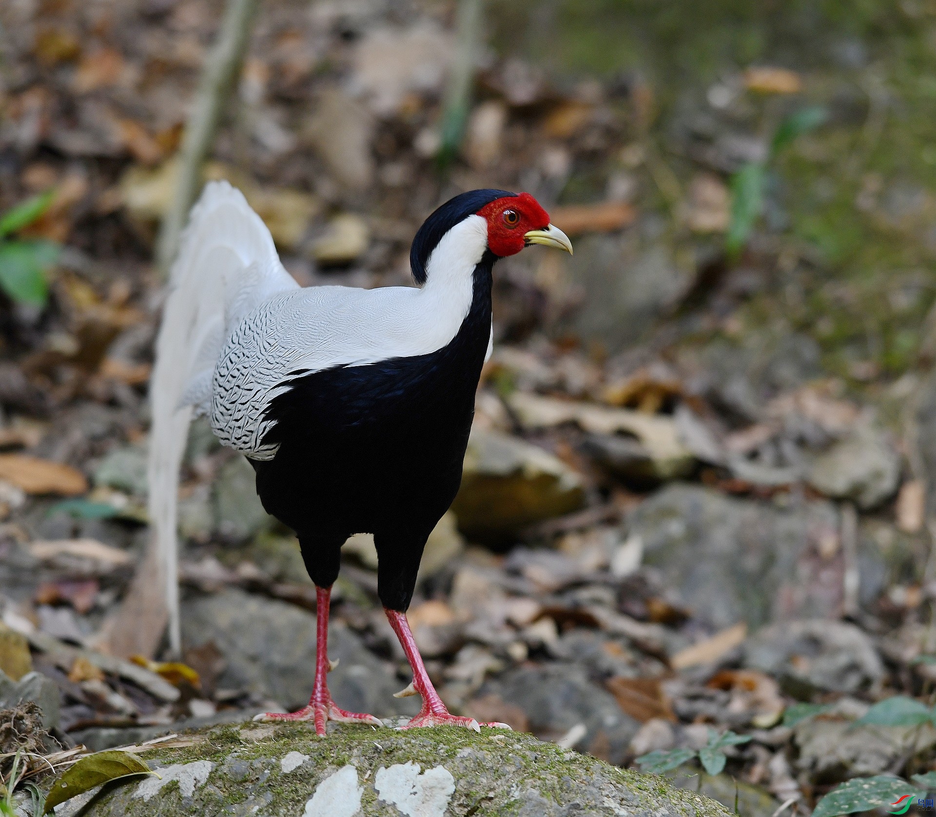 DSC_2371.jpg