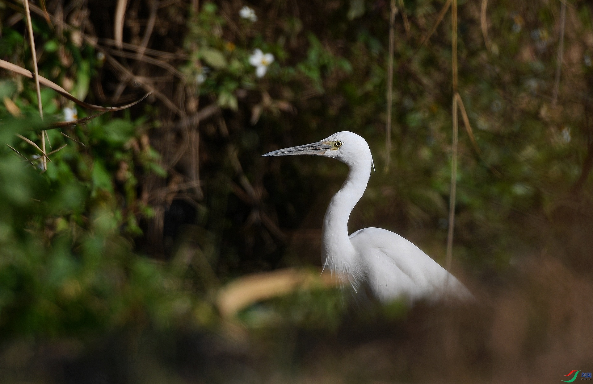DSC_3528.jpg