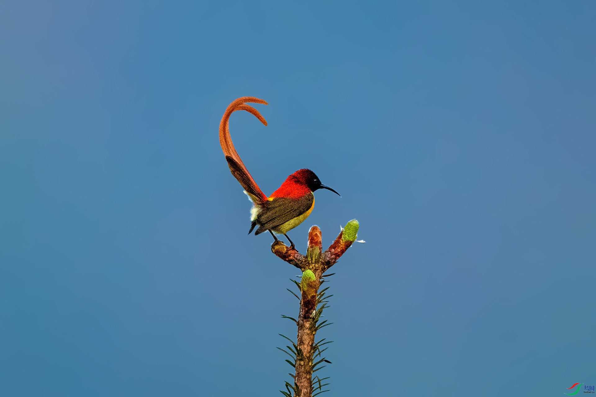 _AUU4582 ��β̫����(25.6.13).jpg