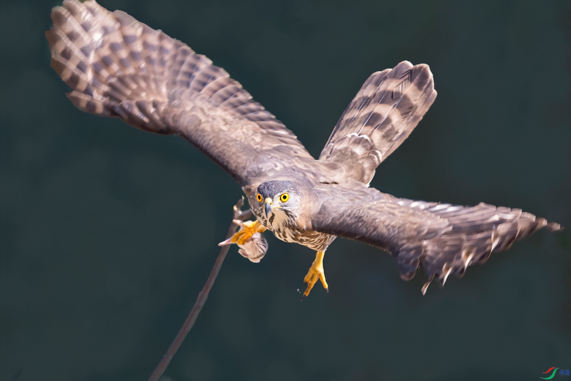 ��ͷӥ----�Ի�˶��ѳ���