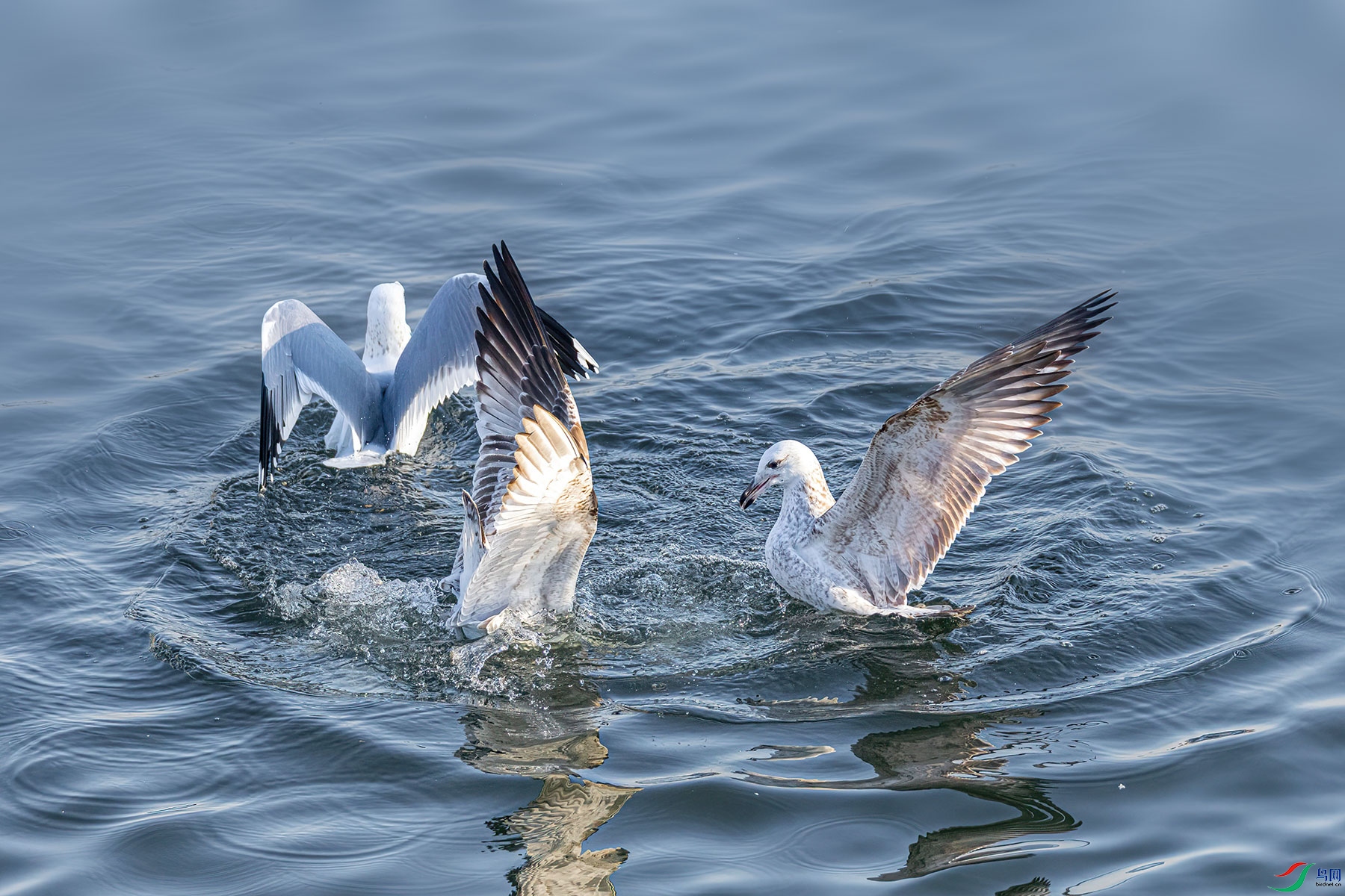 BK0A1215_036-1.jpg