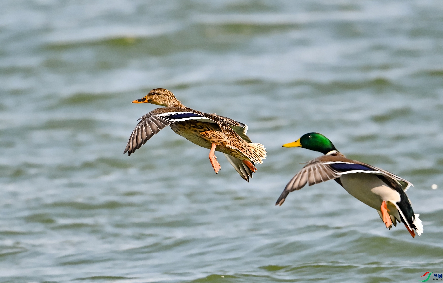 DSC_5878һ��Ѽ.jpg