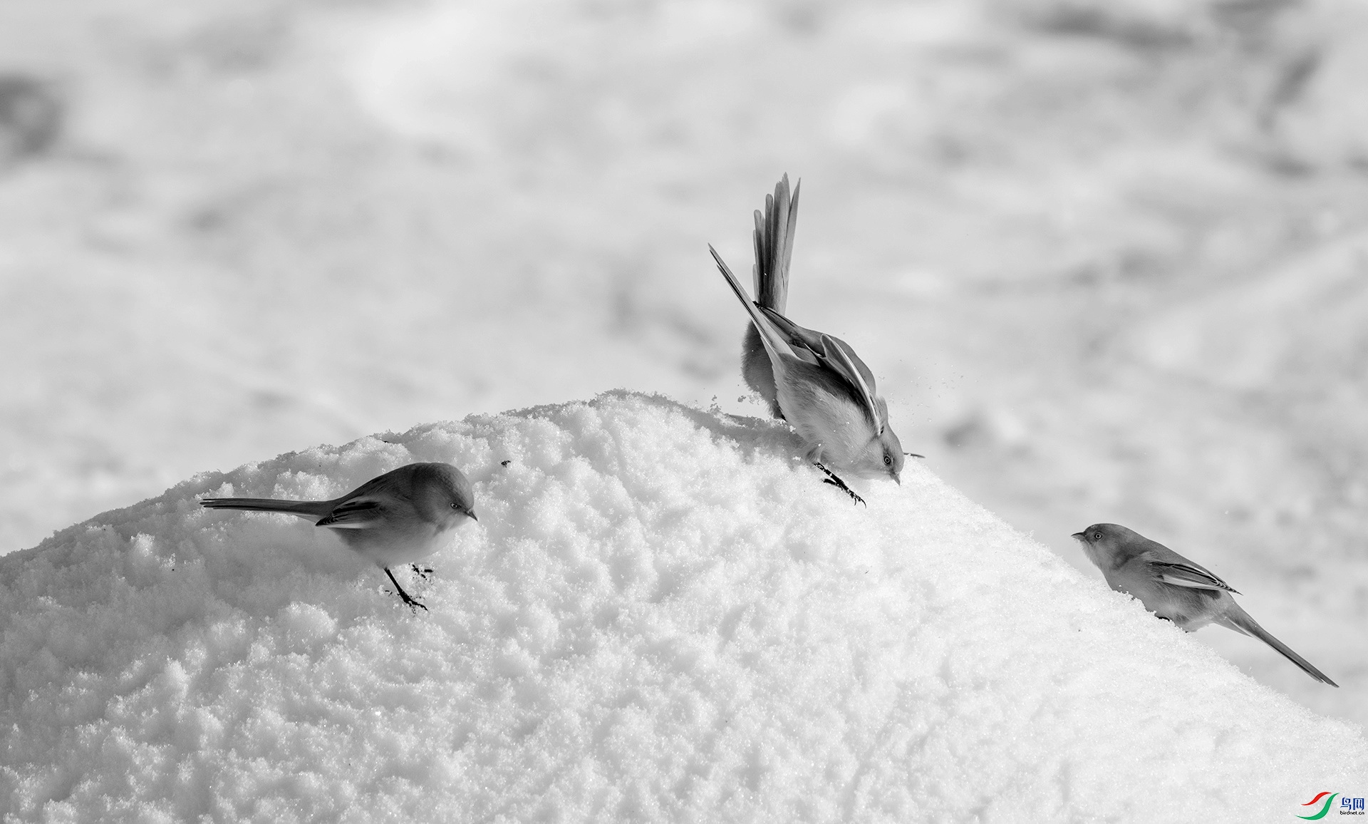 DSC00239 ����_����.jpg