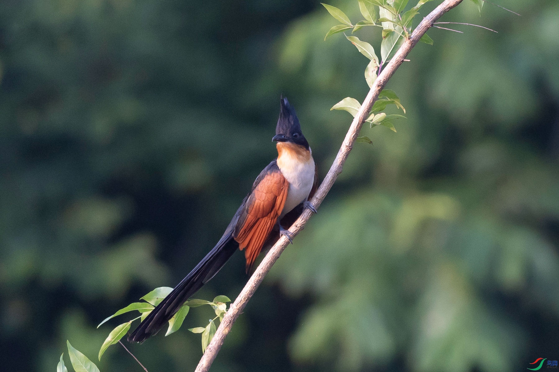 ����ͷ��