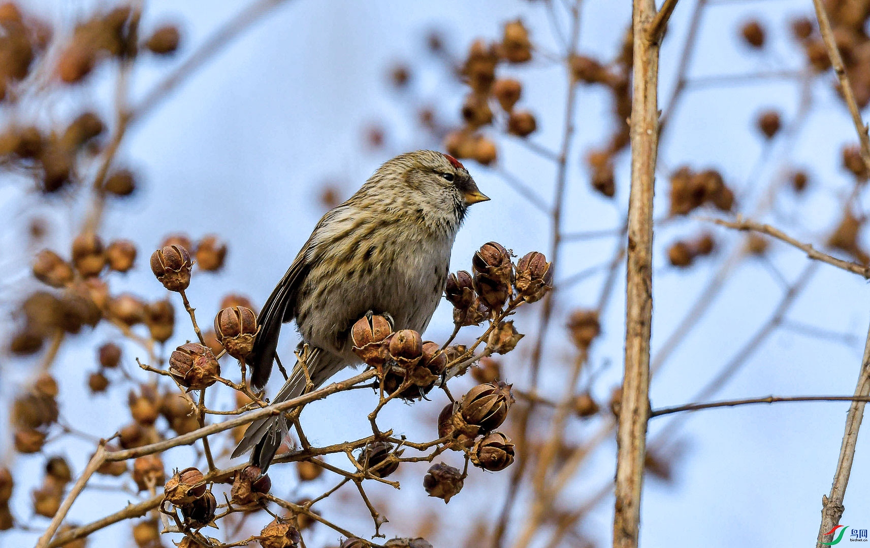 DSC_4228_��ͼ�� (2)_1_1.jpg