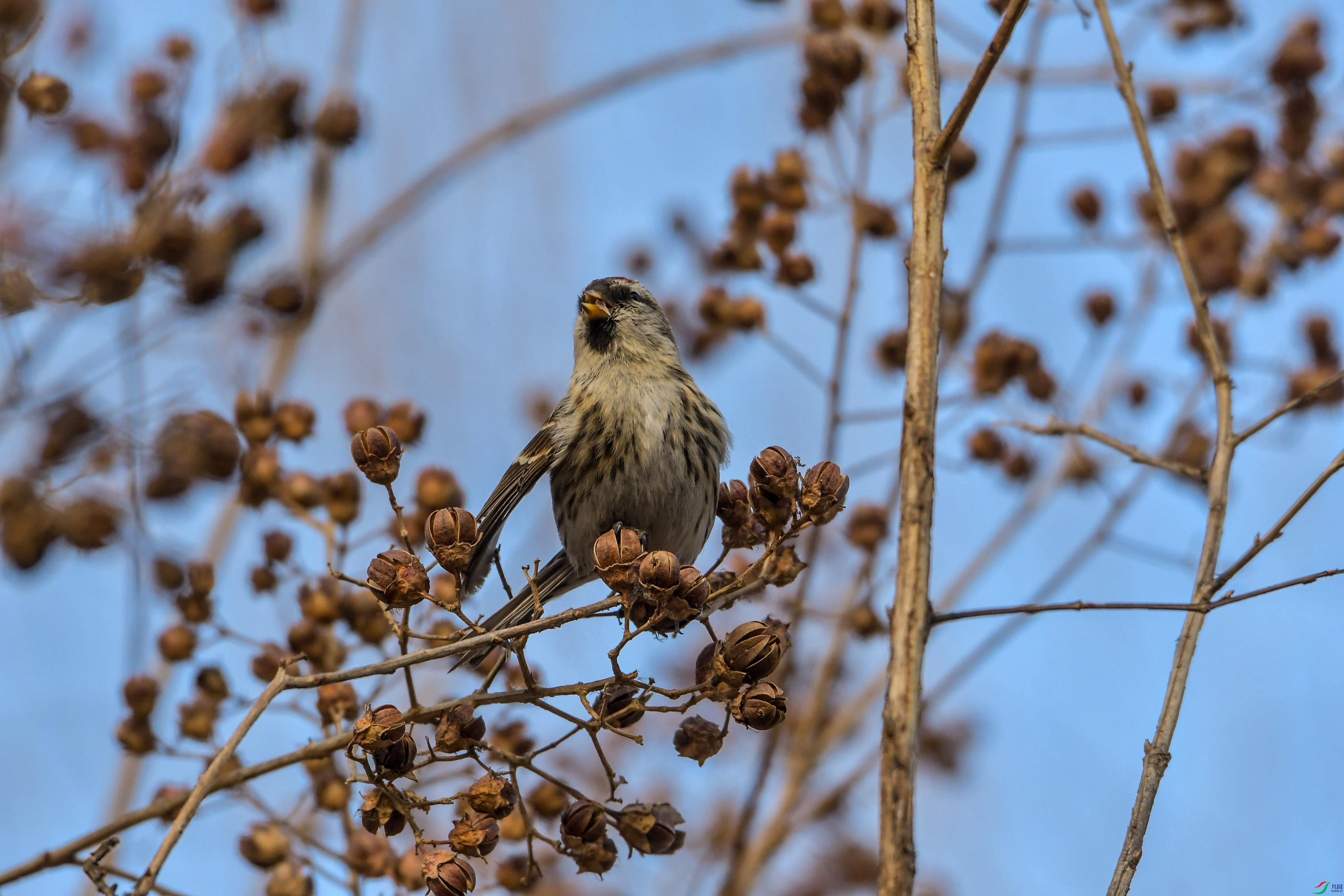 DSC_4244_��ͼ�� (2).jpg