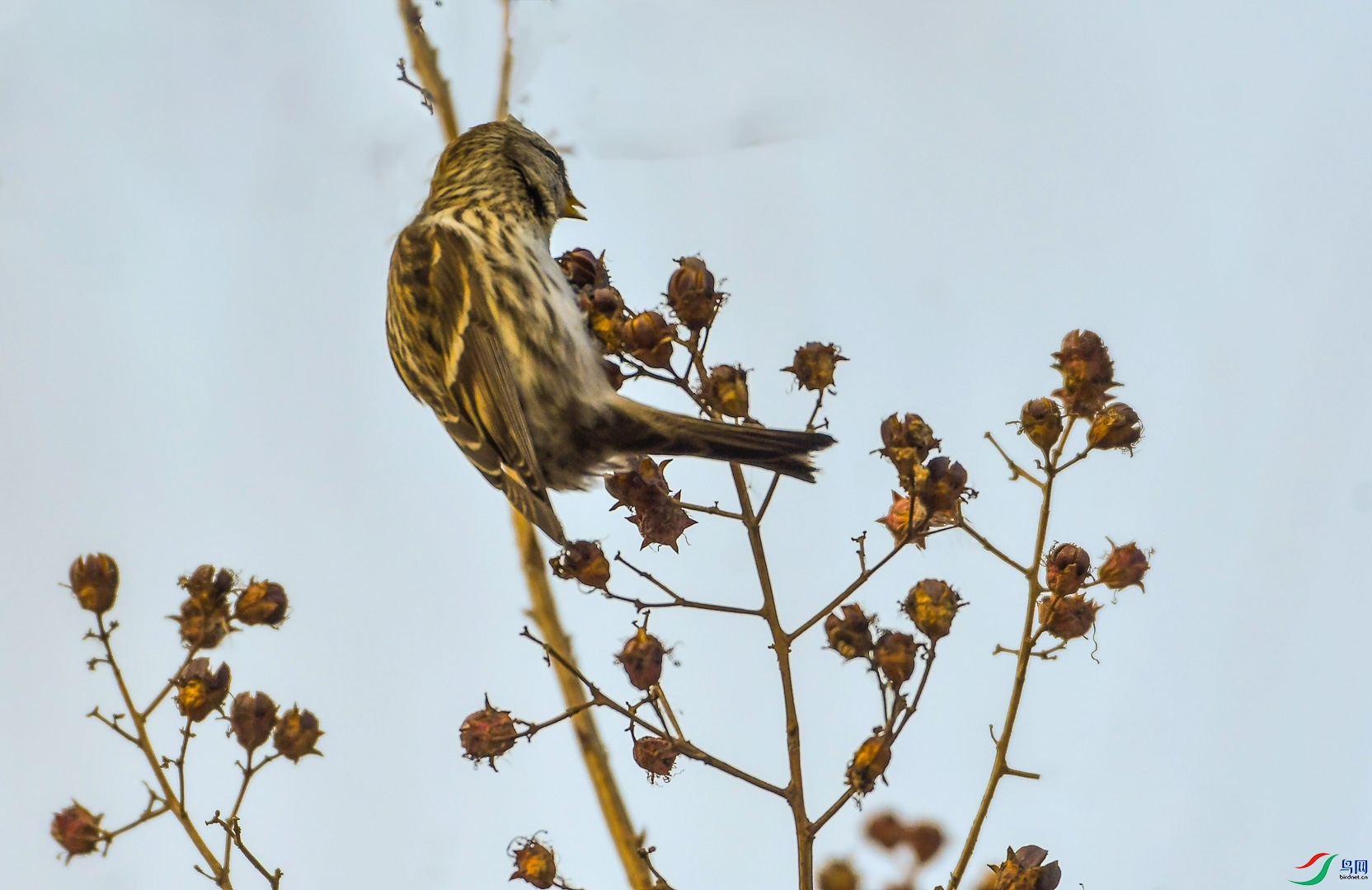 DSC_4474_��ͼ�� (2)_1.jpg