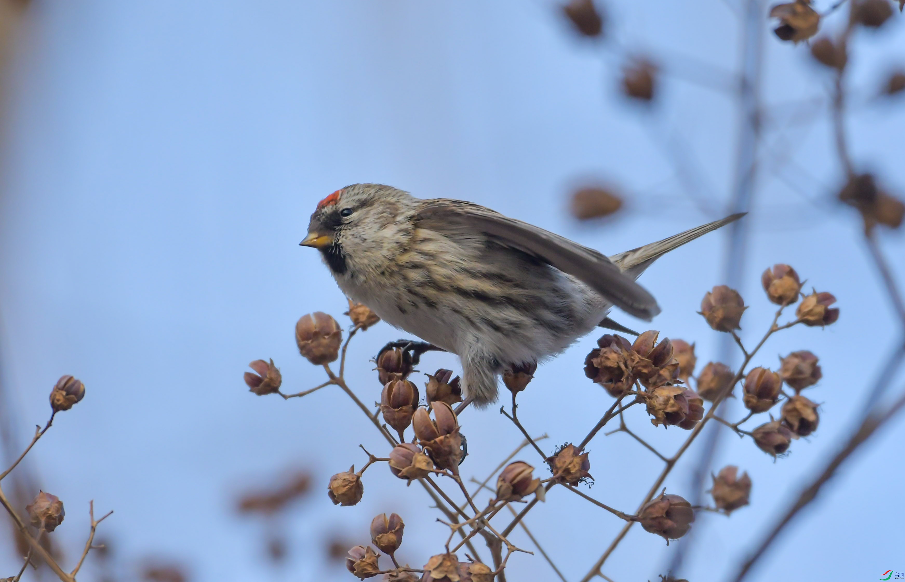 DSC_4511_��ͼ�� (2).jpg