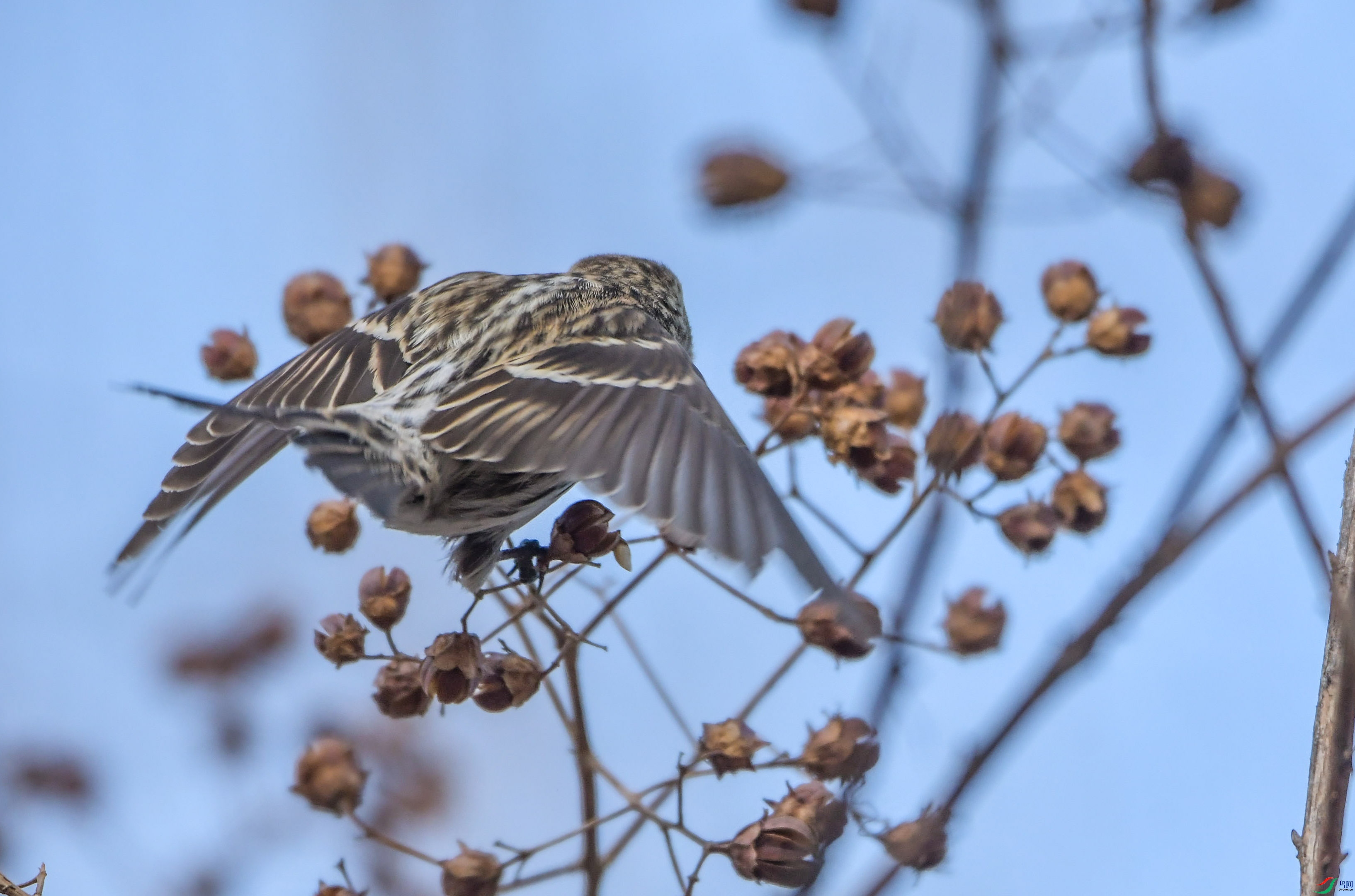 DSC_4518_��ͼ�� (2).jpg