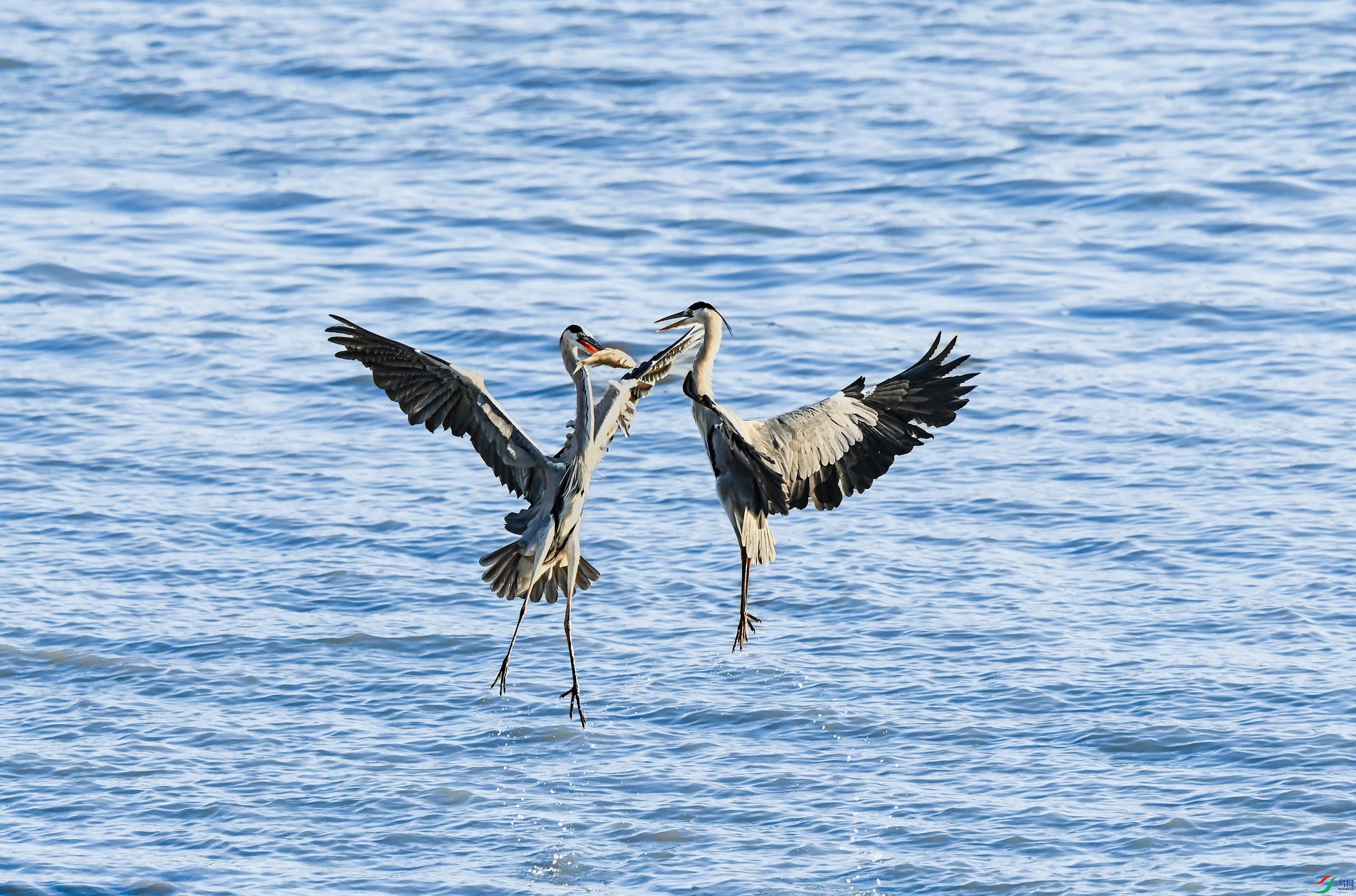 DSC_4760.JPG