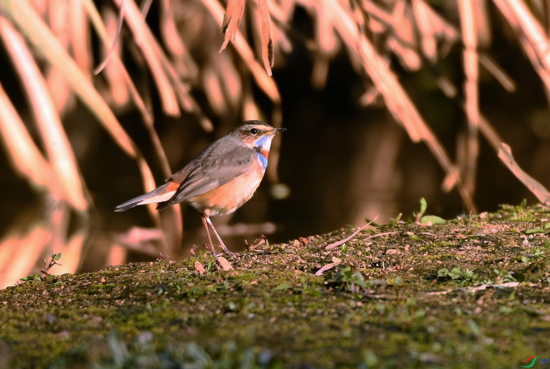 DSC_4250.jpg