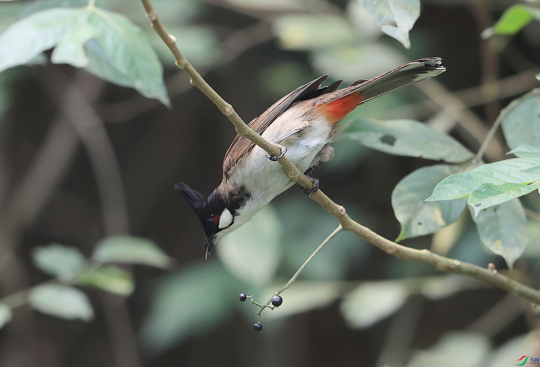 AK1I6924�� ��1.JPG