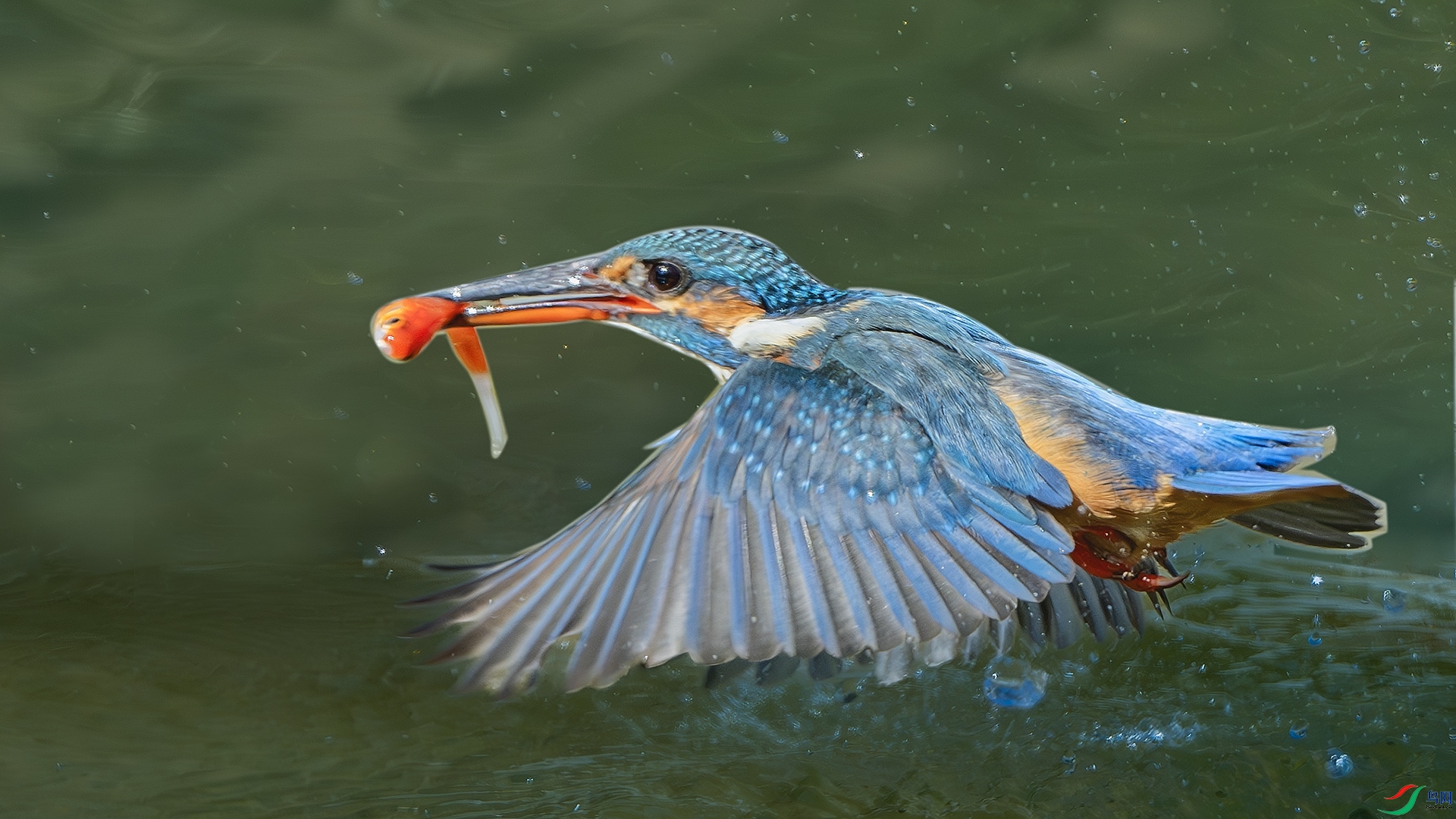 DSC_6440-����ǿ-NR ����.jpg