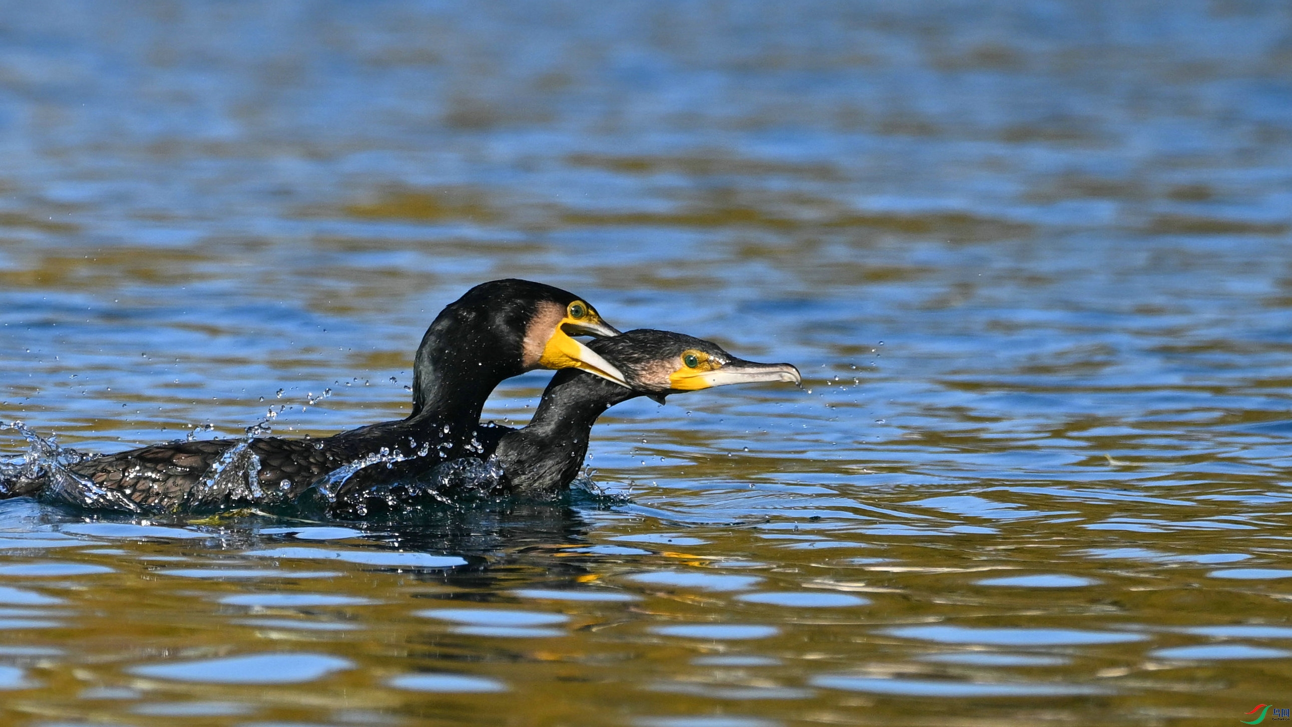 DSC_8955.JPG
