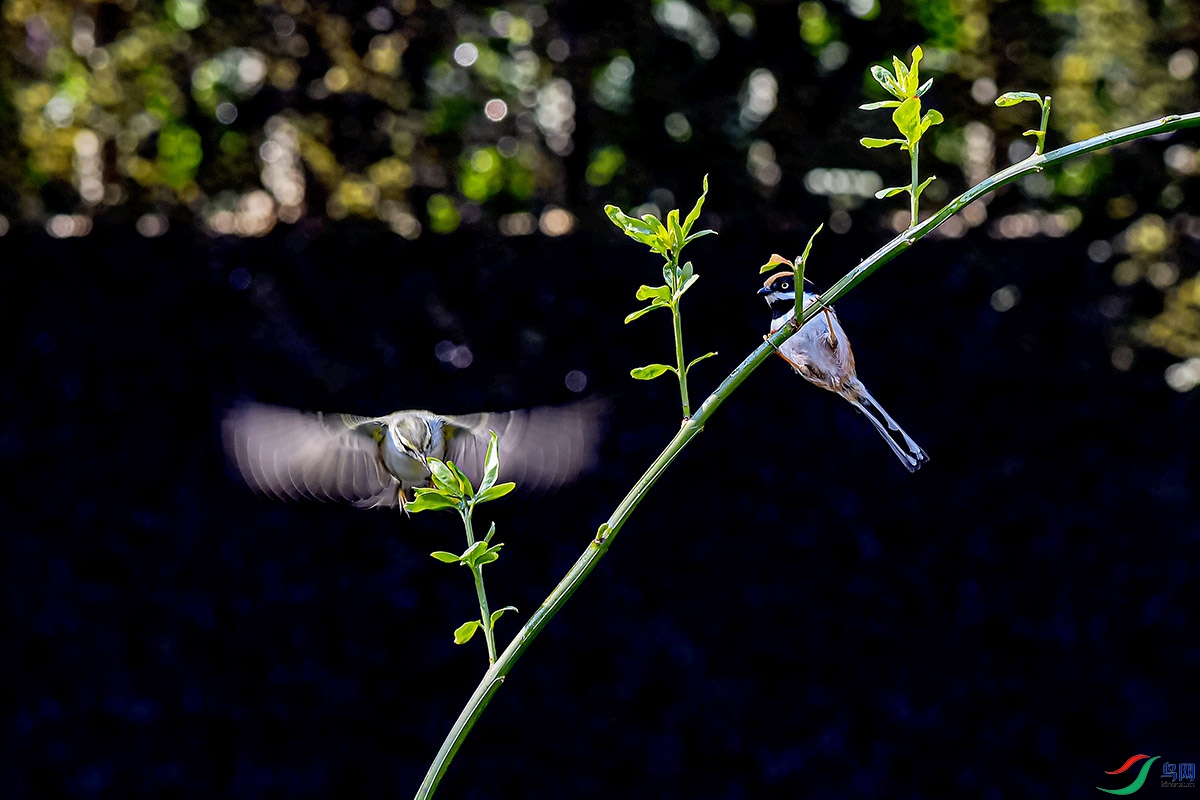 DSC_9356.jpg