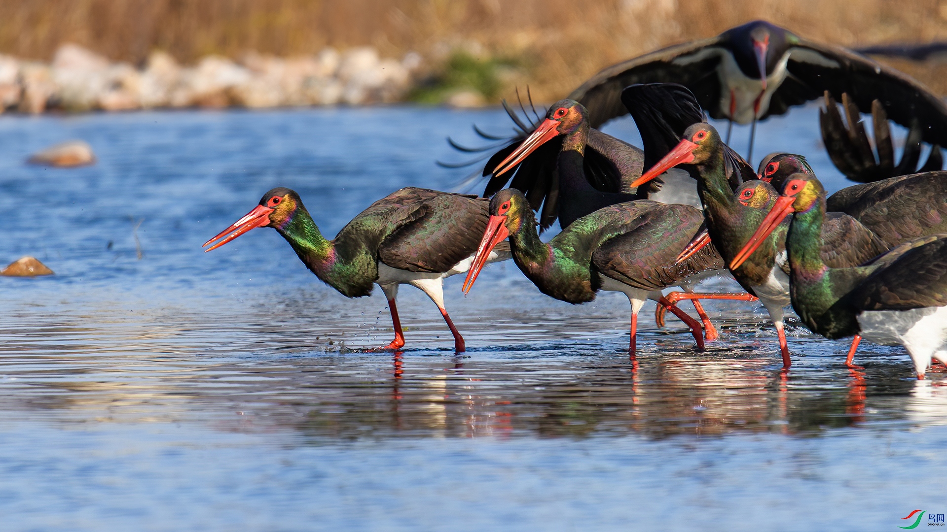 DSC_4388-20251209�� .jpg