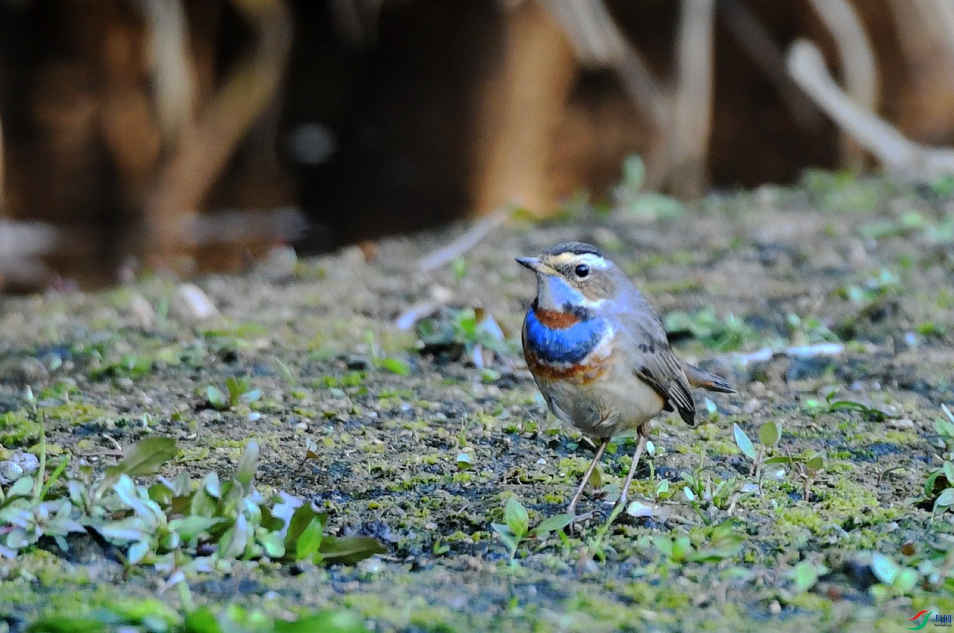 DSC_4383.jpg