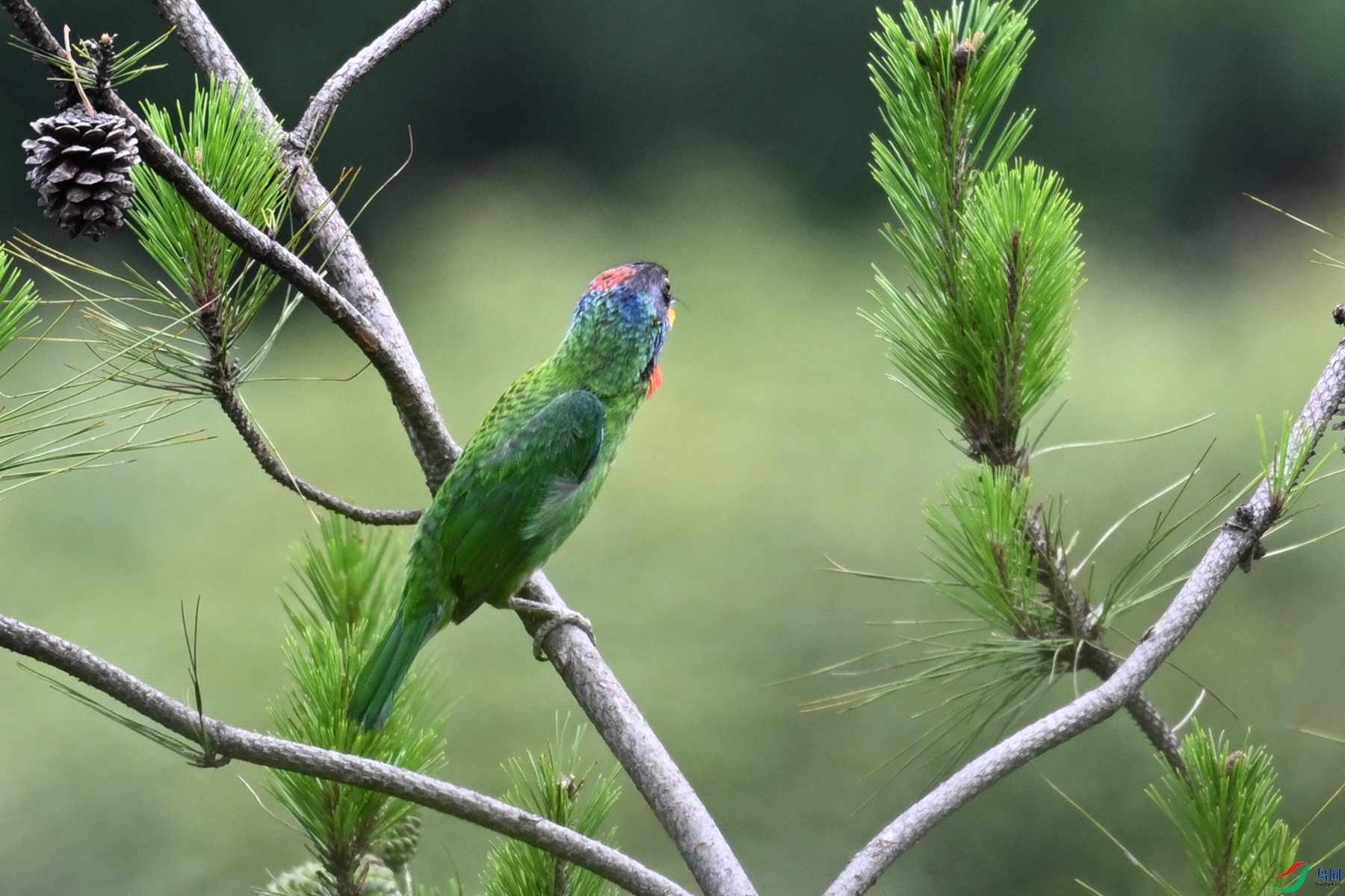 DSC_1706.JPG