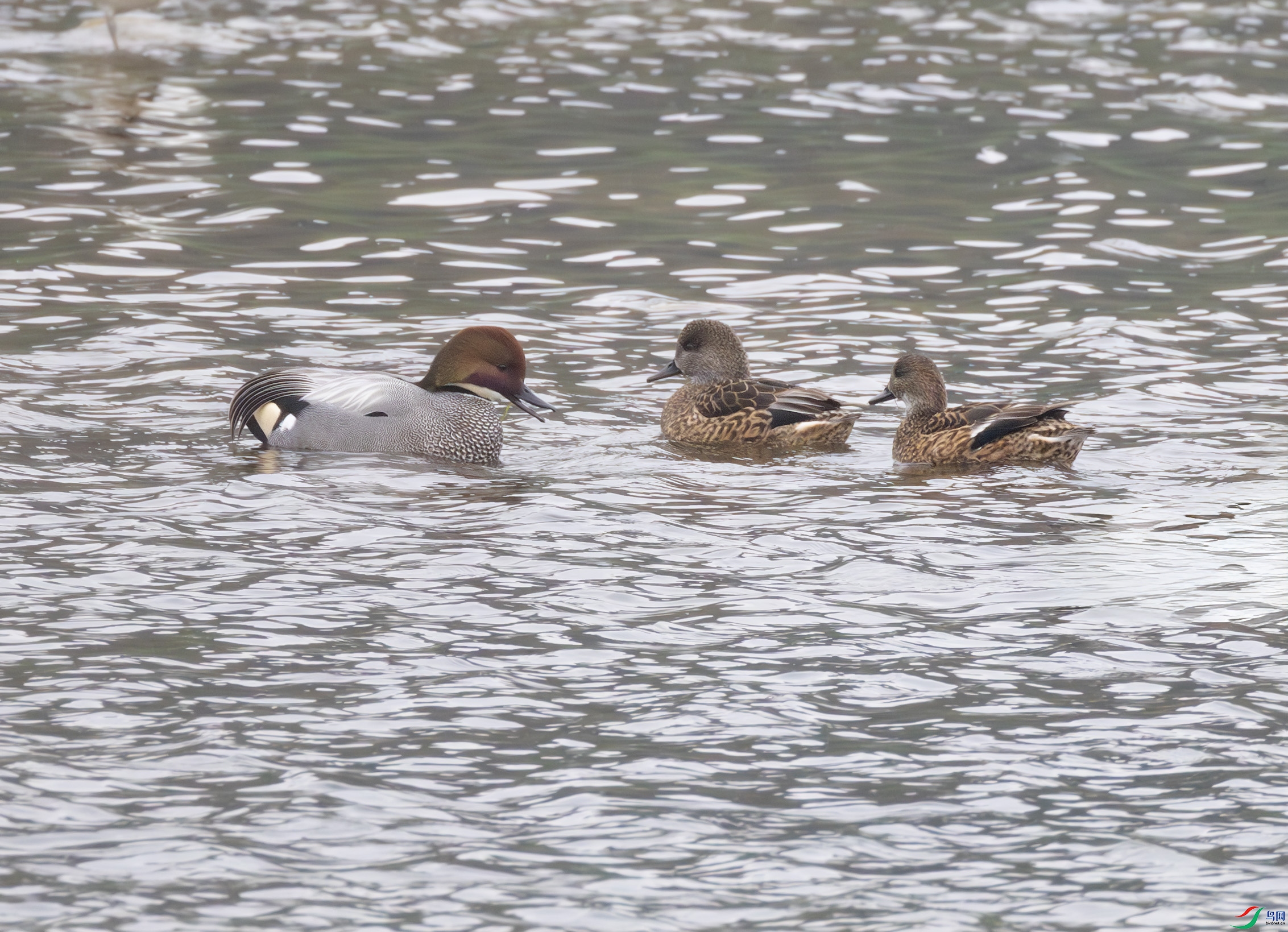 G47A1800-����ǿ-NR ����.jpg