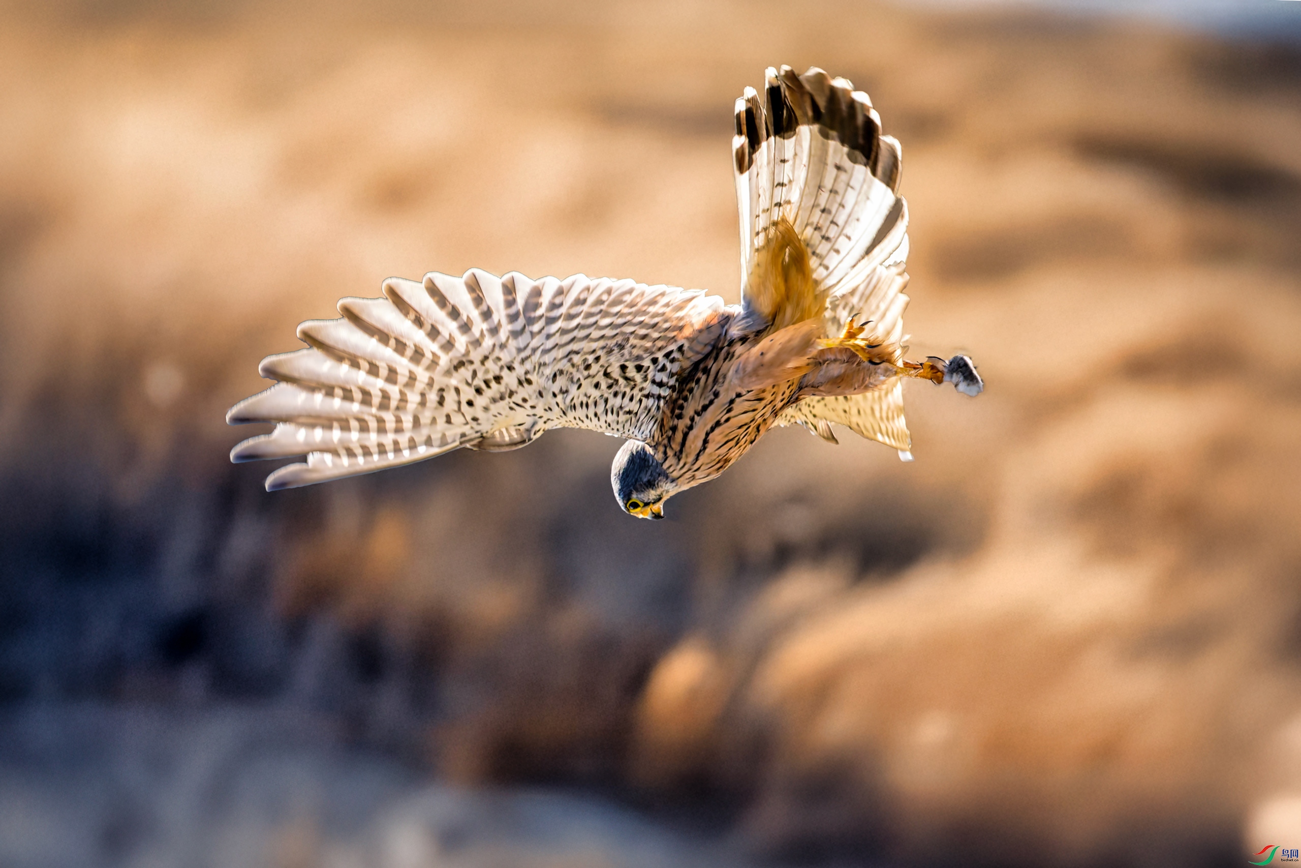 P2100809_1.jpg
