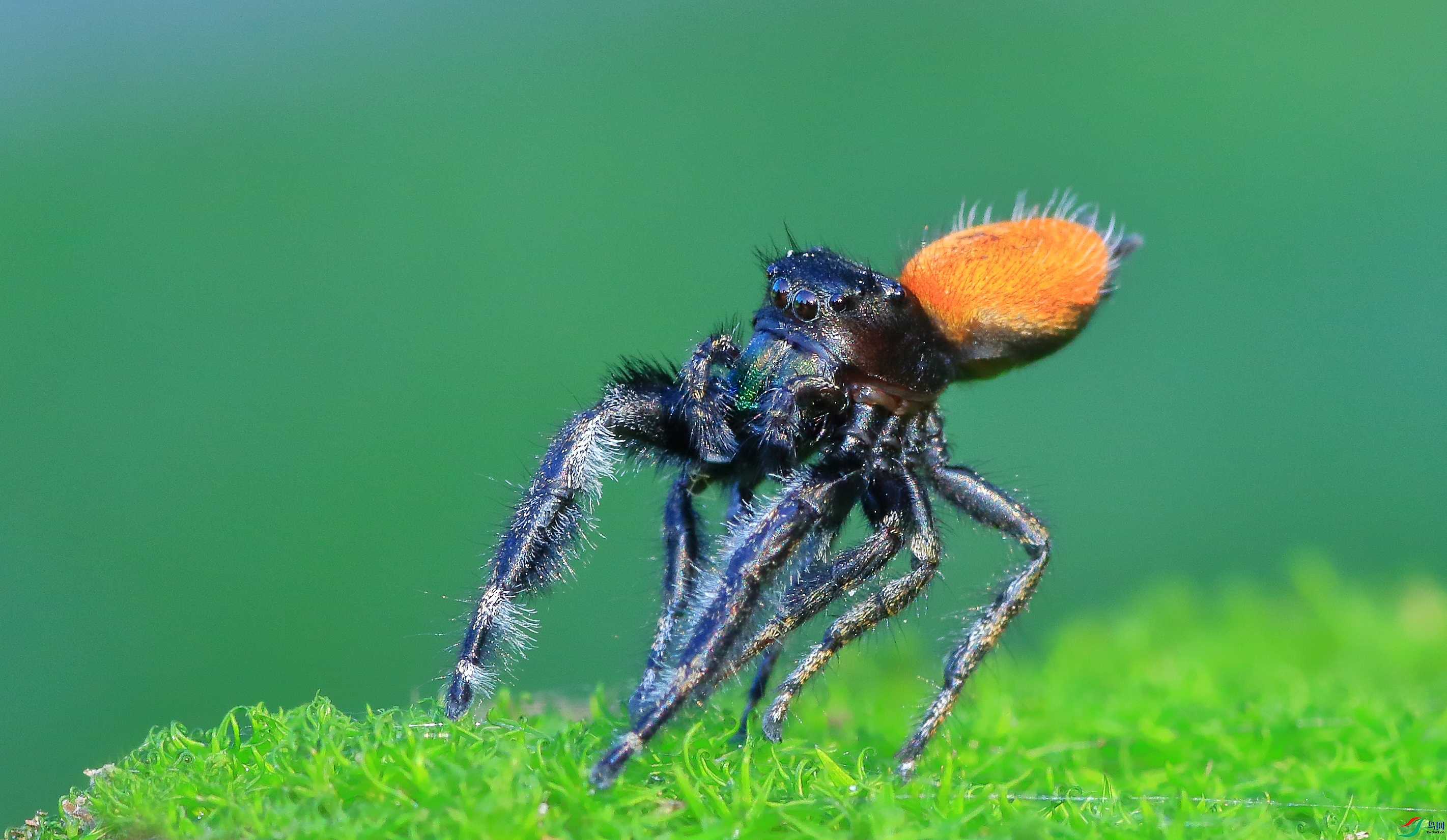 7T8A0191 ����.jpg