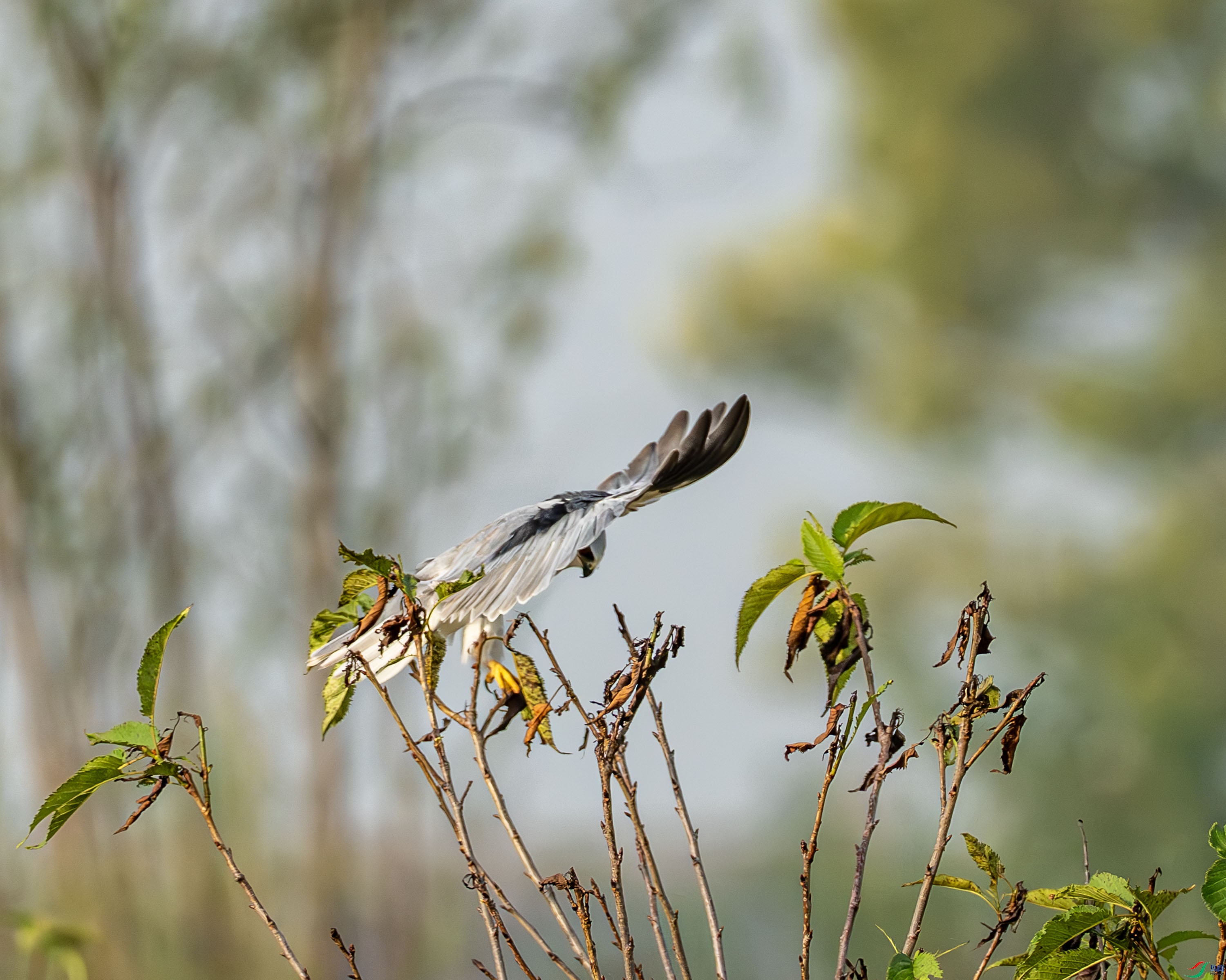 �ڳ��-3.jpg