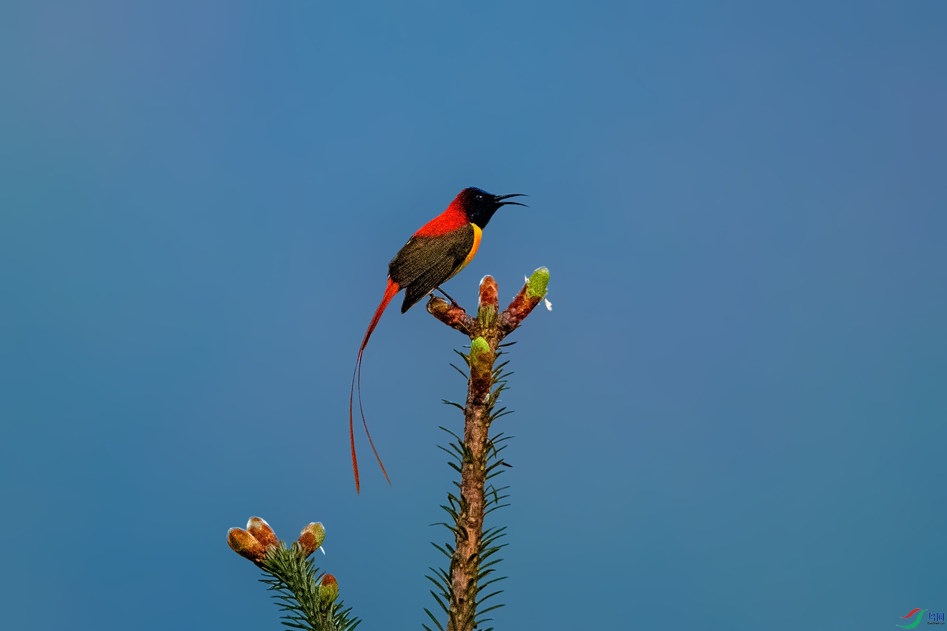 _AUU4568 ��β̫����(25.6.13).jpg