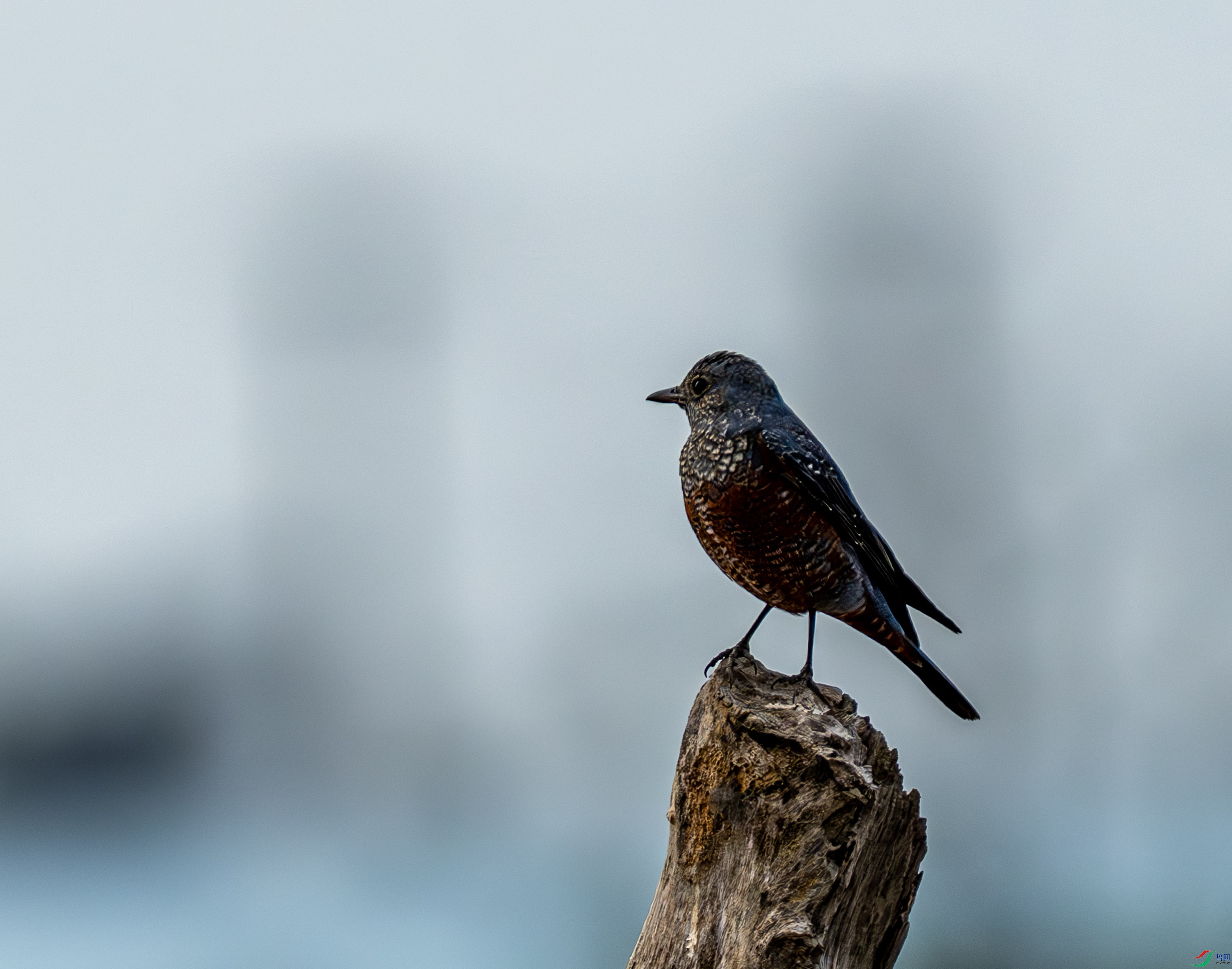 �����-01-5.jpg