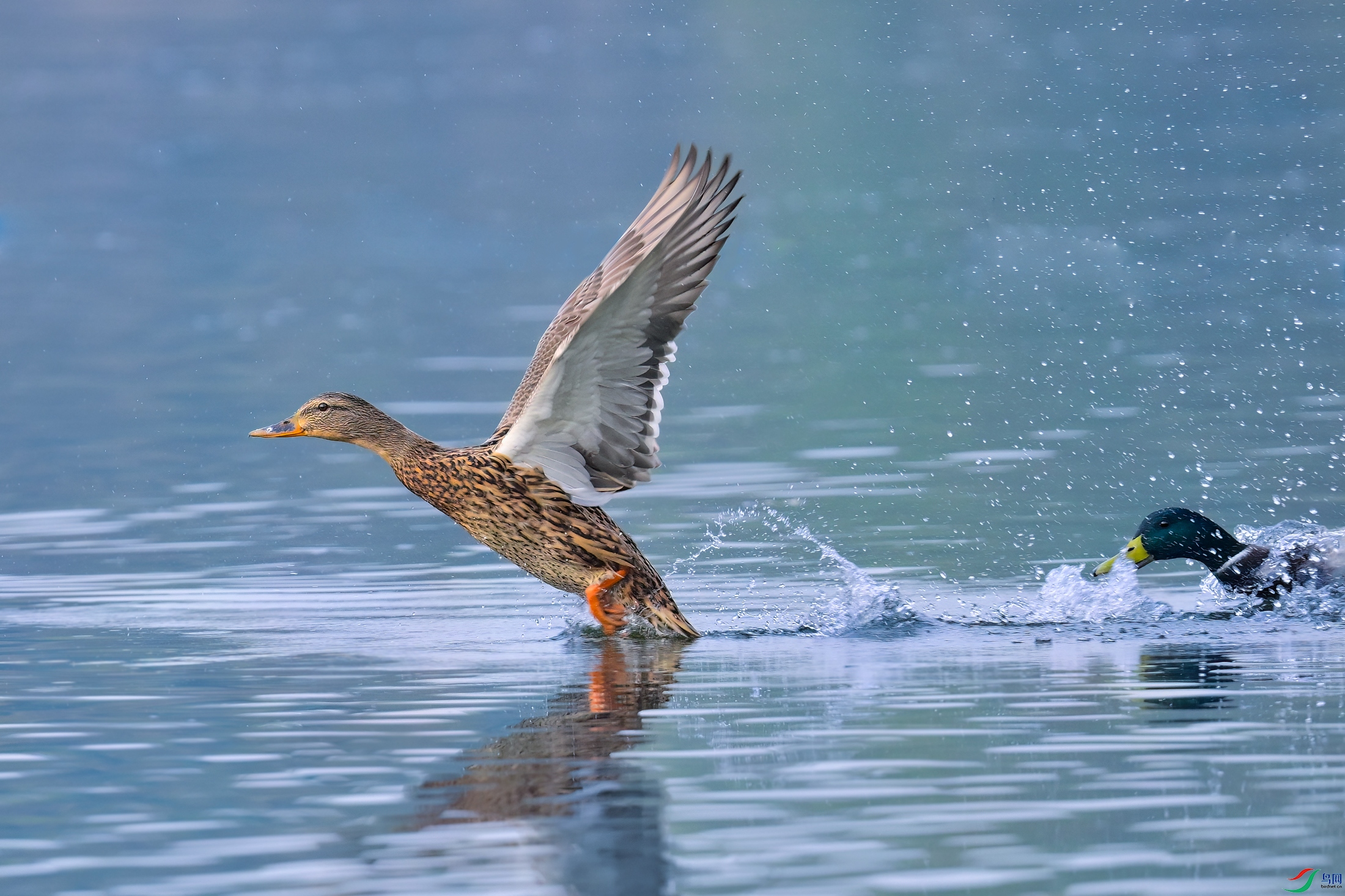 _DSC4031x.jpg