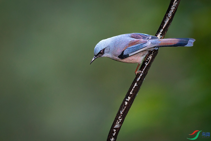 4X8A4110 ����.jpg