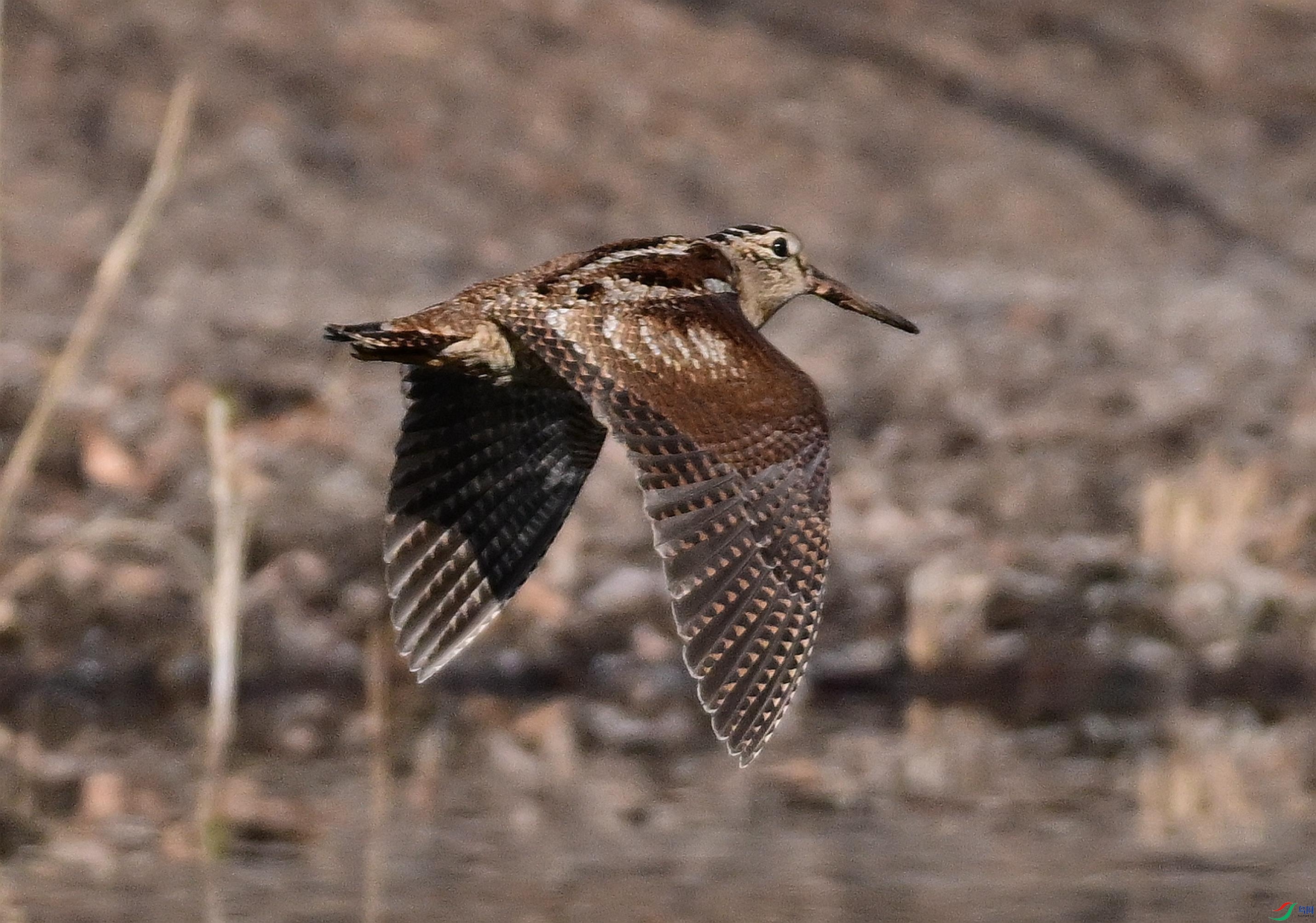 DSC_2089.JPG