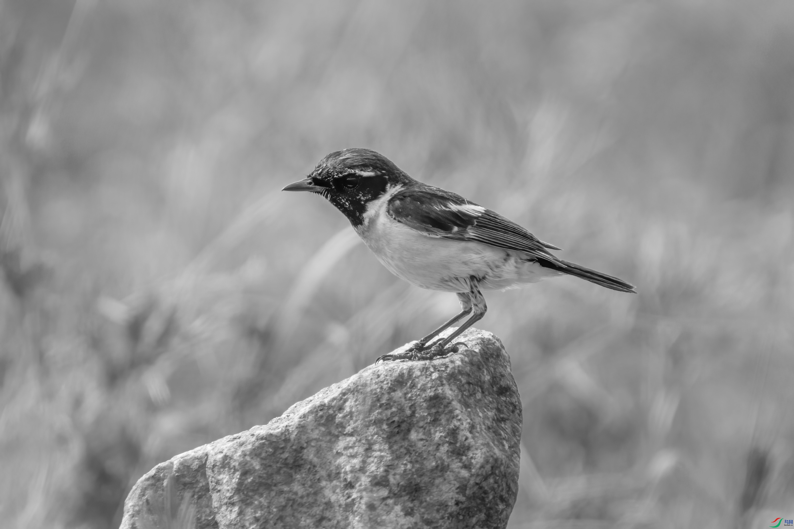 DSC01321 ����.jpg