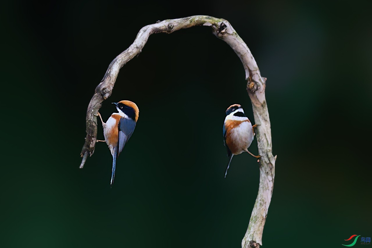 ��ͷ��βɽȸ