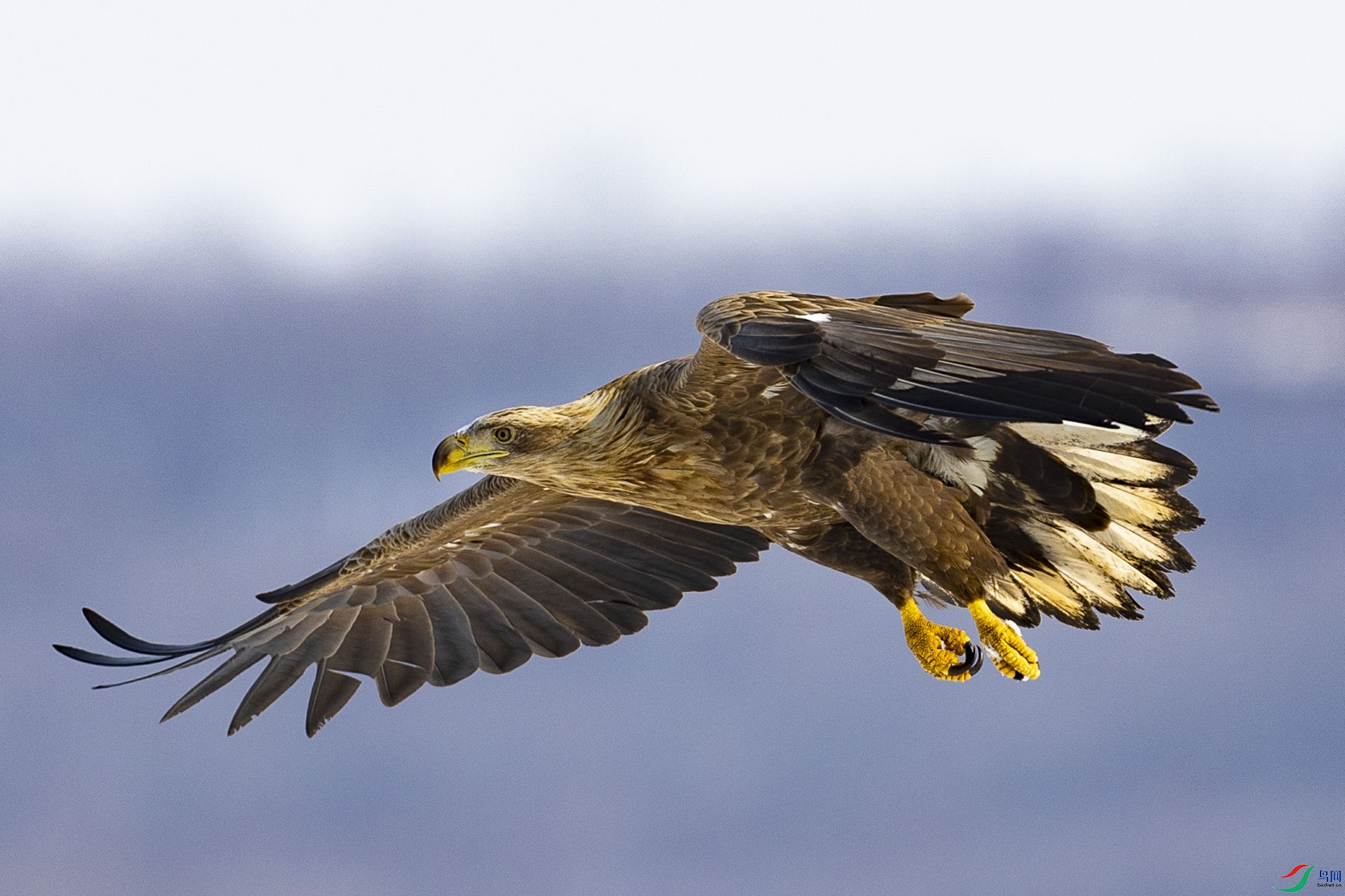 ��β����