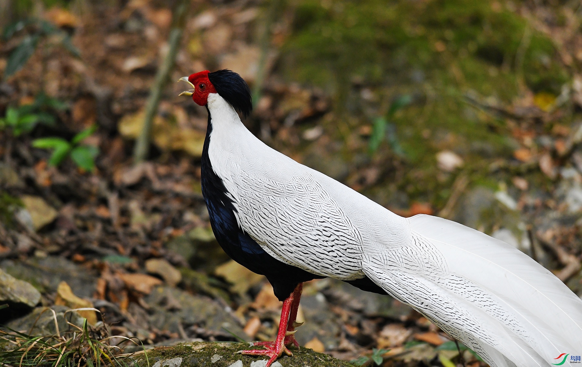 DSC_4346.jpg