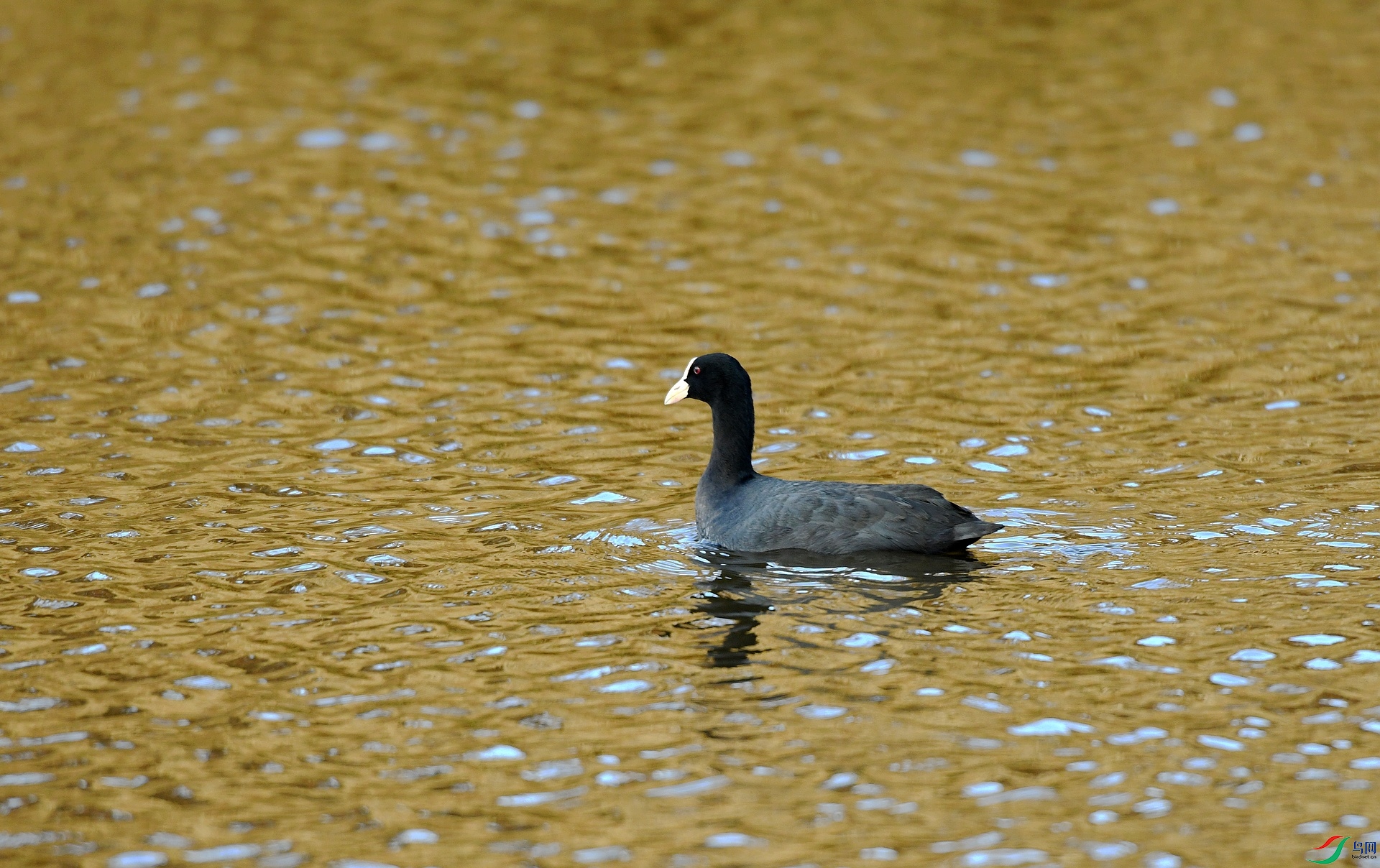 DSC_4622.jpg