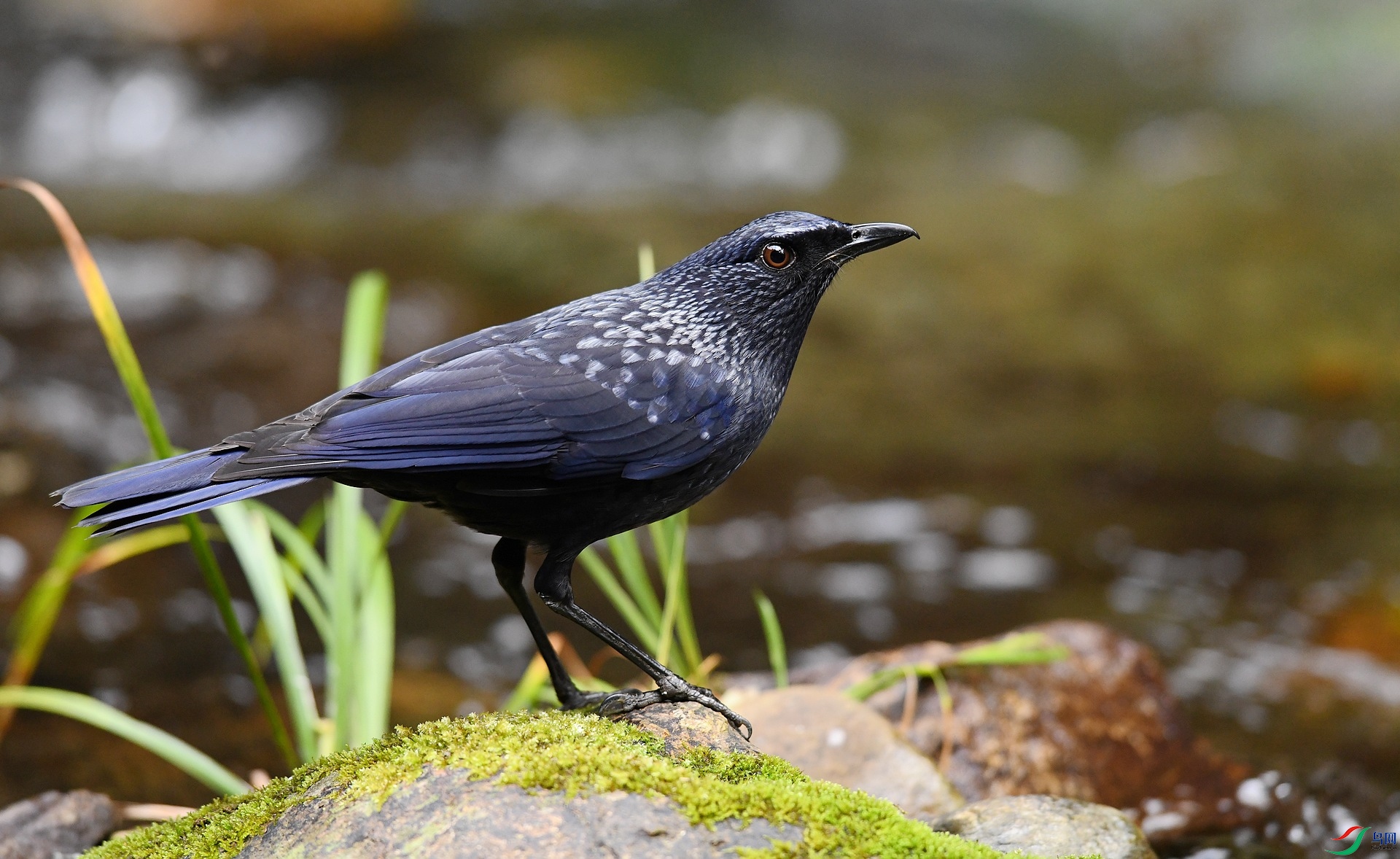 DSC_3337.jpg
