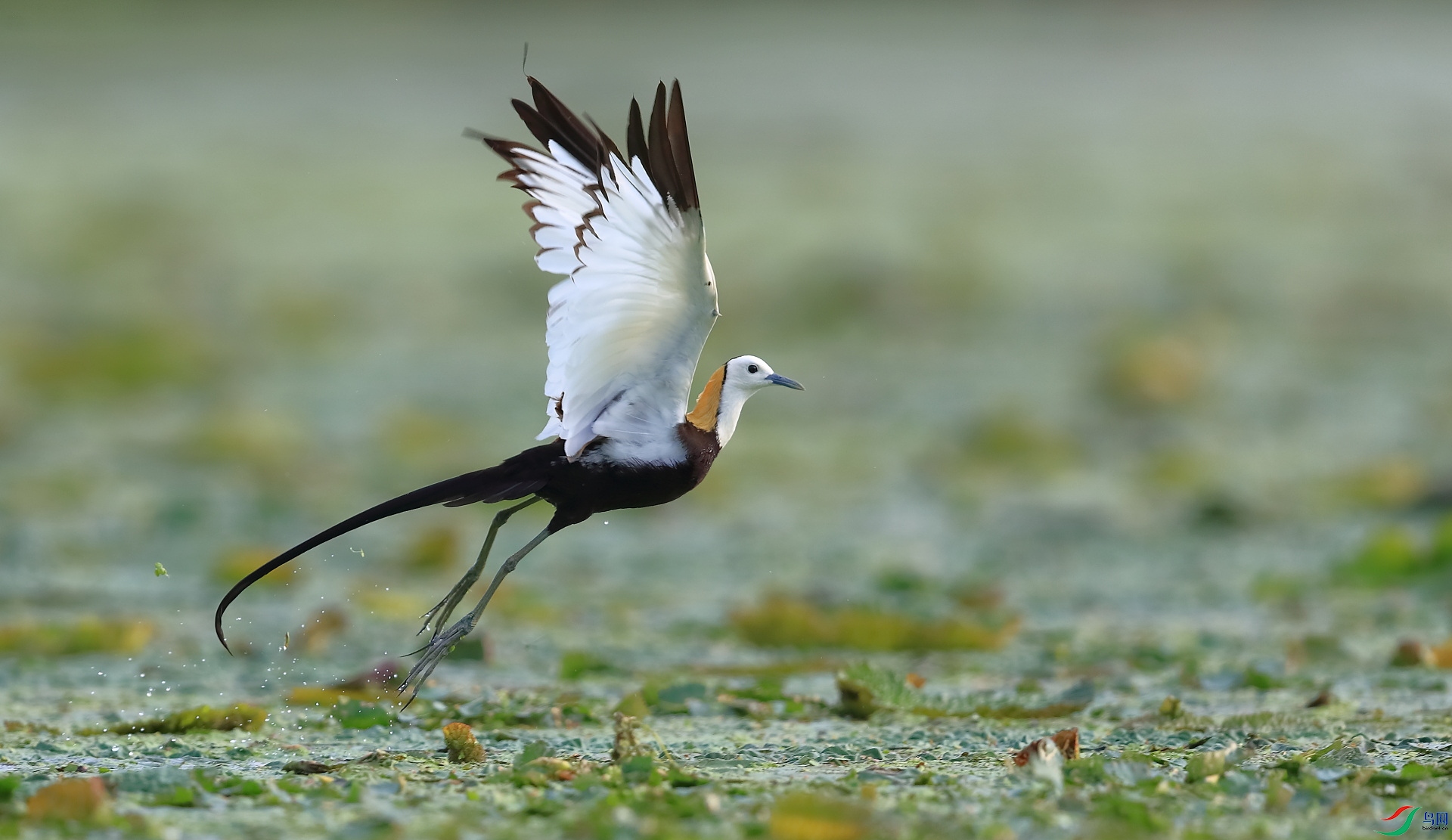 B12I8703�� - ����.JPG