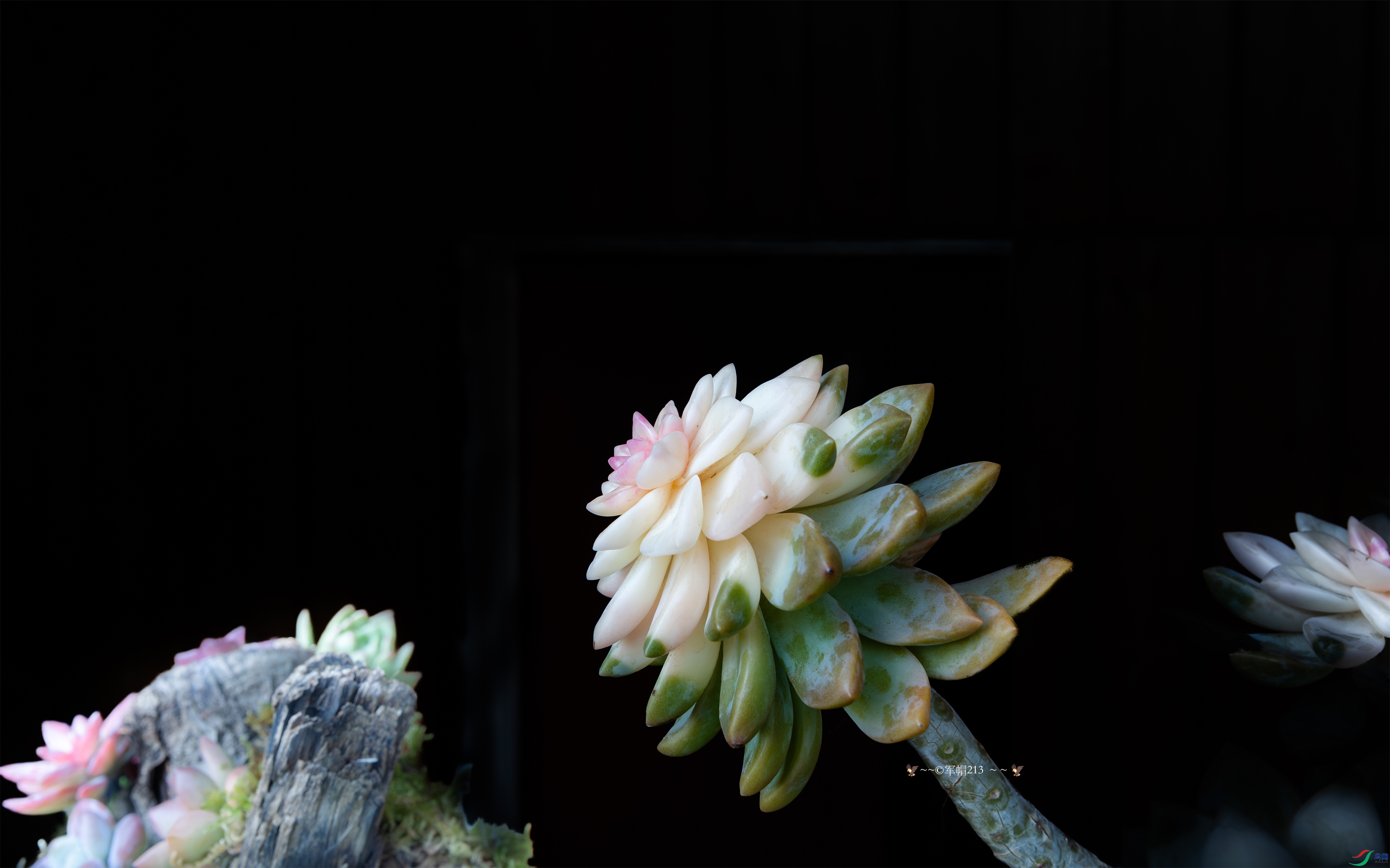 063A7969 ����.jpg