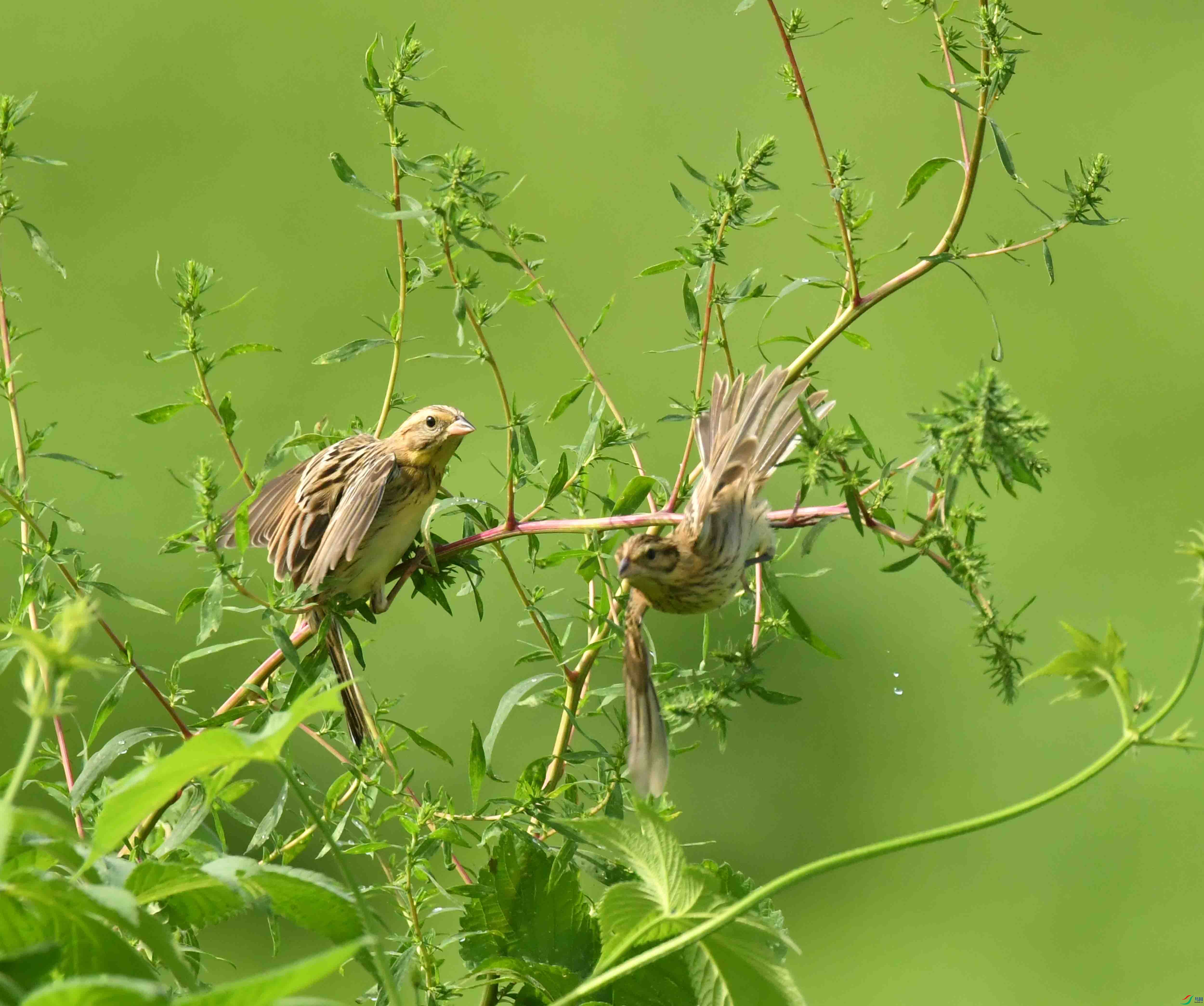 DSC_3450.JPG