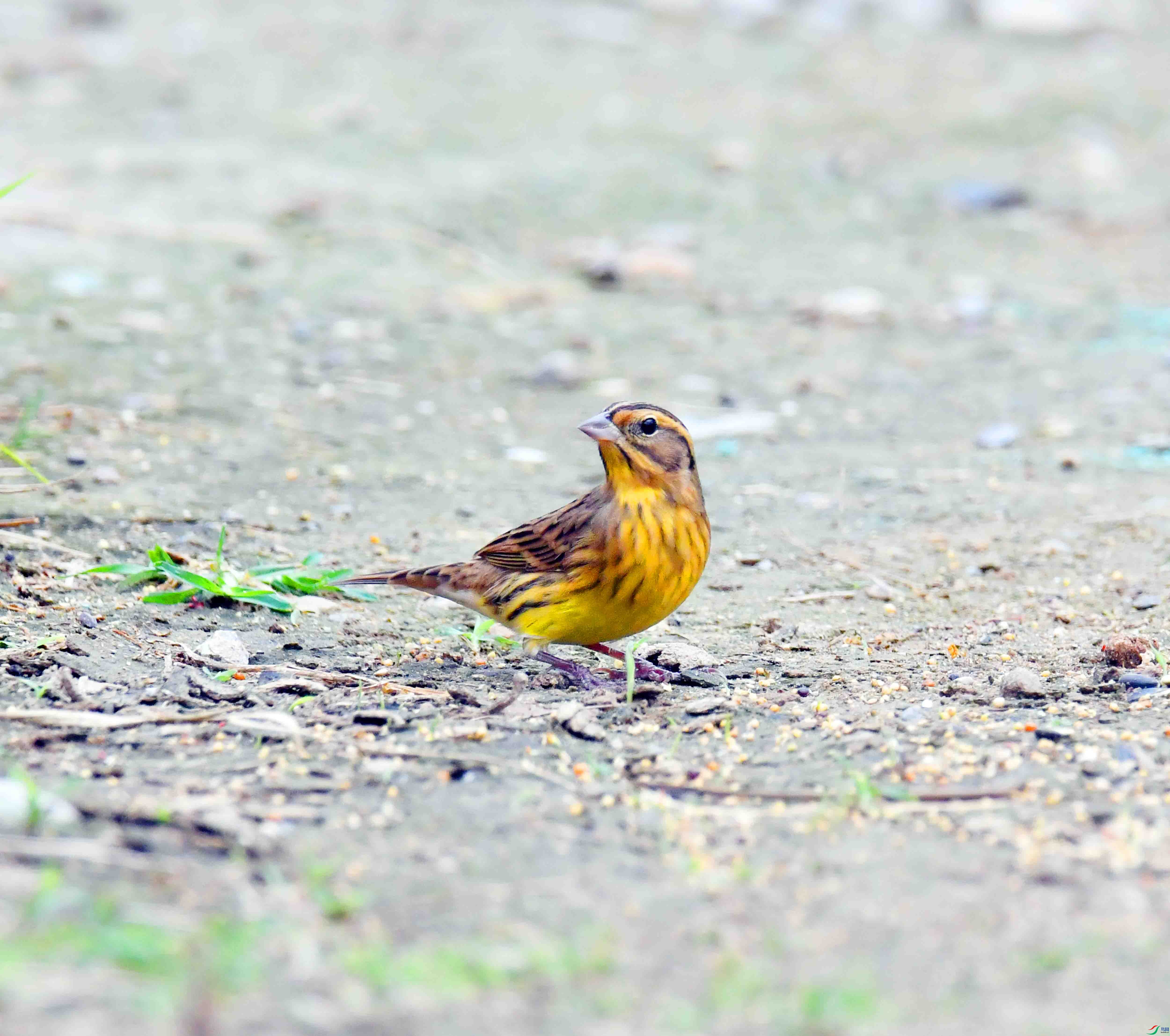 DSC_4354.JPG
