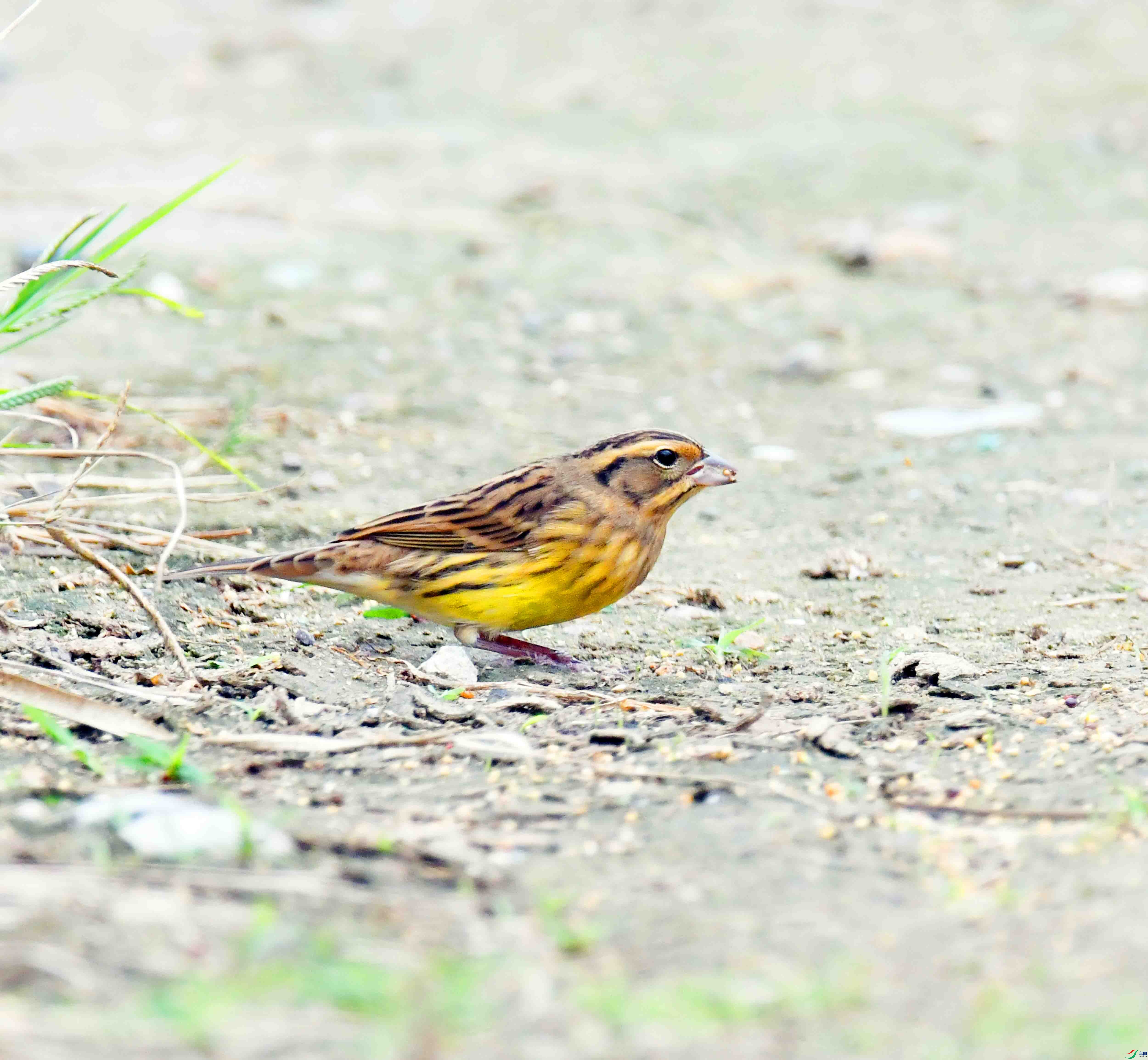 DSC_4346.JPG