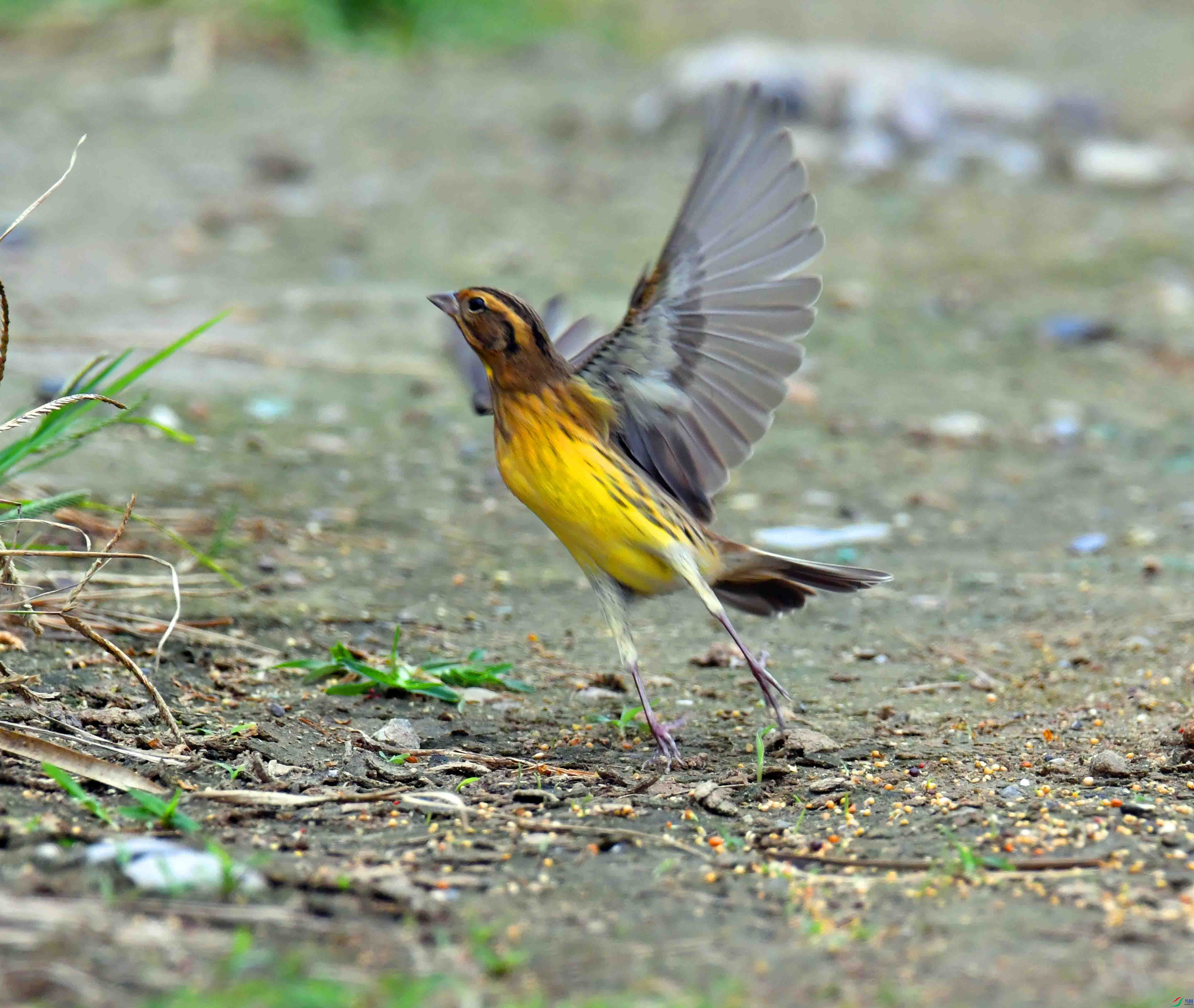DSC_4359.JPG