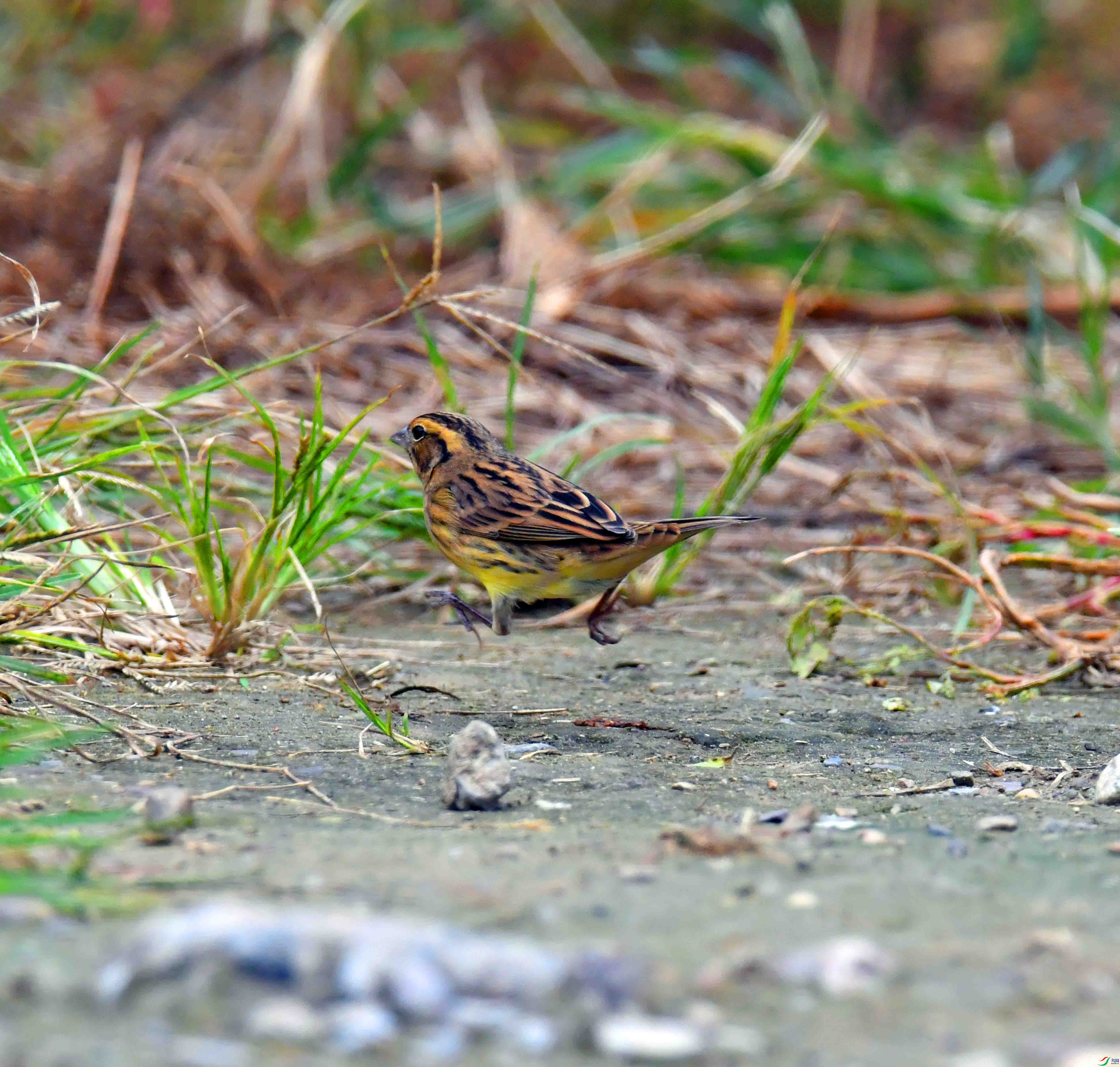 DSC_4366.JPG