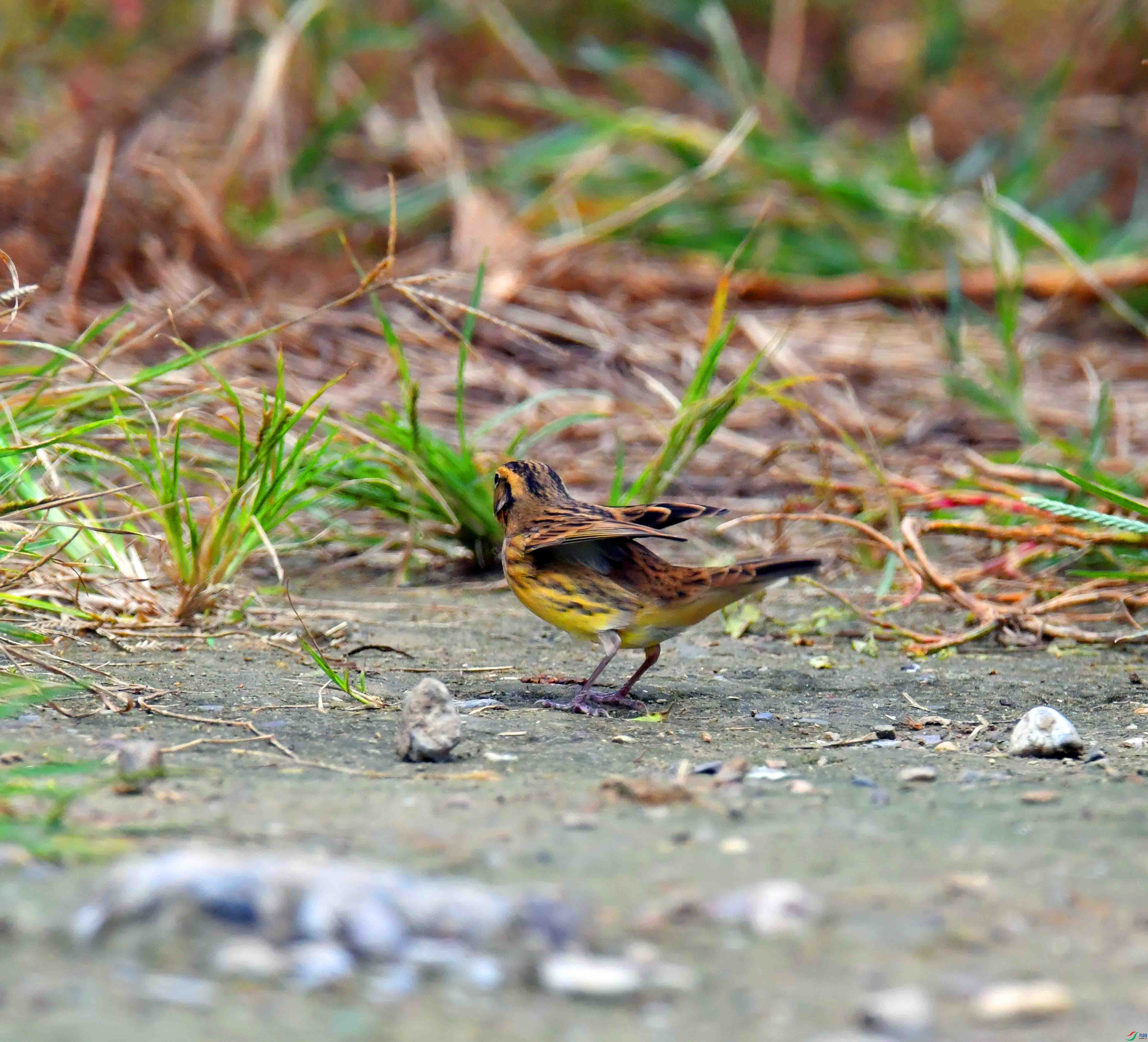 DSC_4364.JPG